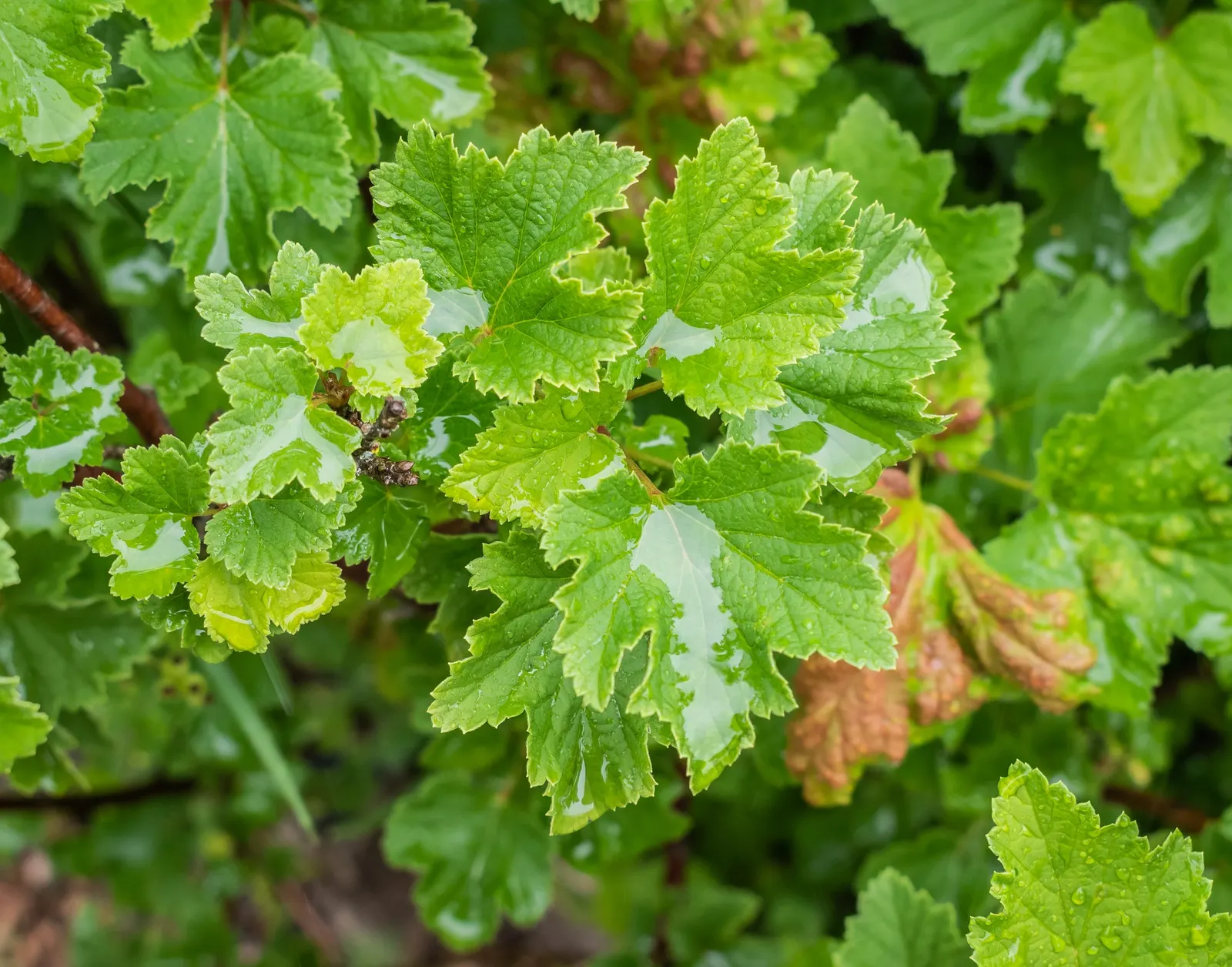 Garden Red Currant (Ribes Rubrum) — Esteemed for its clusters of bright red berries, the plant offers a tart flavor popular in culinary uses