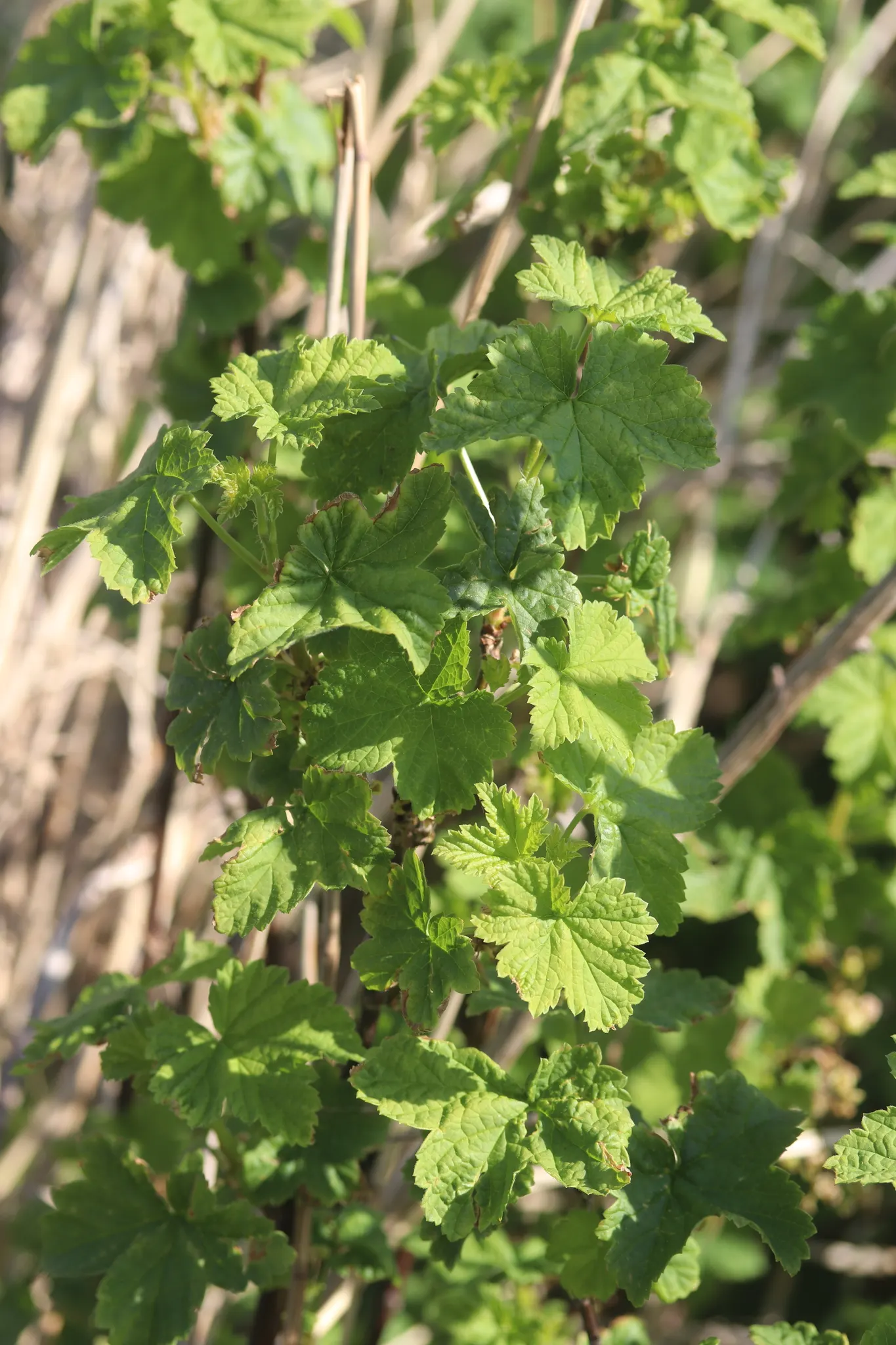 Garden Red Currant (Ribes Rubrum) — the plant produces modest racemes of dainty white or greenish flowers; textured backdrop throughout the growing season