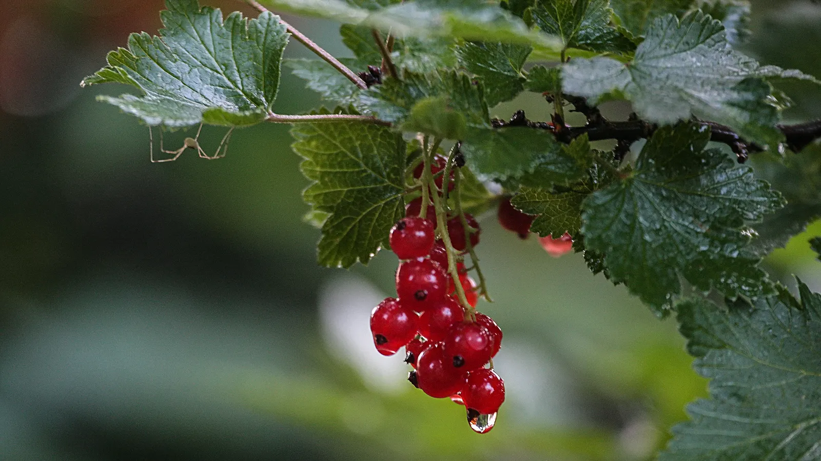 Garden Red Currant (Ribes Rubrum) — it's important to note that Ribes rubrum prefers well-drained; each approximately 1/4 to 3/8 inch in diameter, image 106