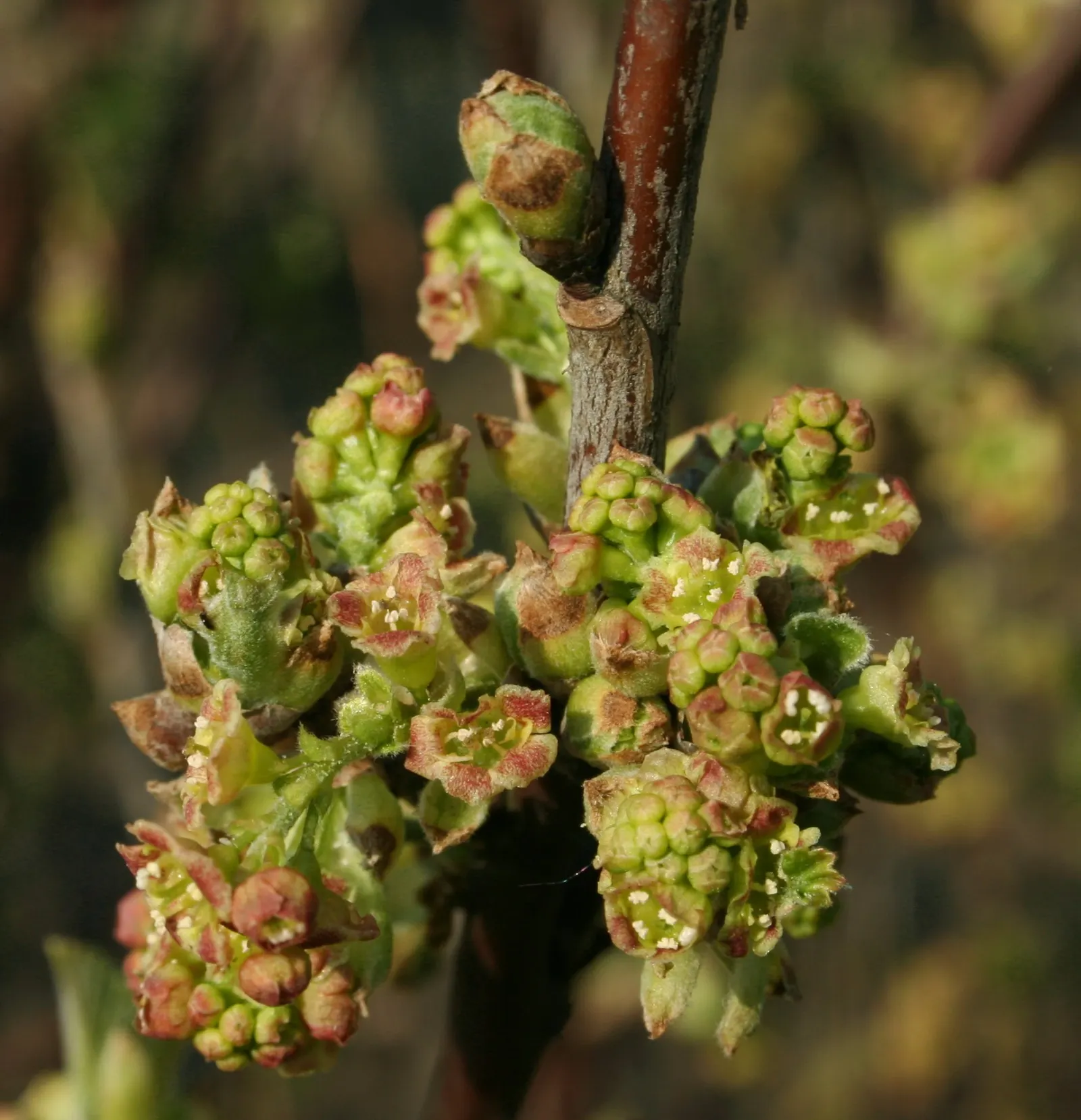 Garden Red Currant (Ribes Rubrum) — Its spring blossoms attract pollinators, while the fruit entices birds