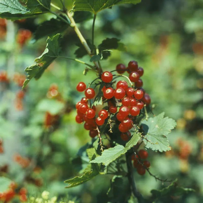 Garden Red Currant (Ribes Rubrum) — These blossoms give way to the signature jewel-like currants