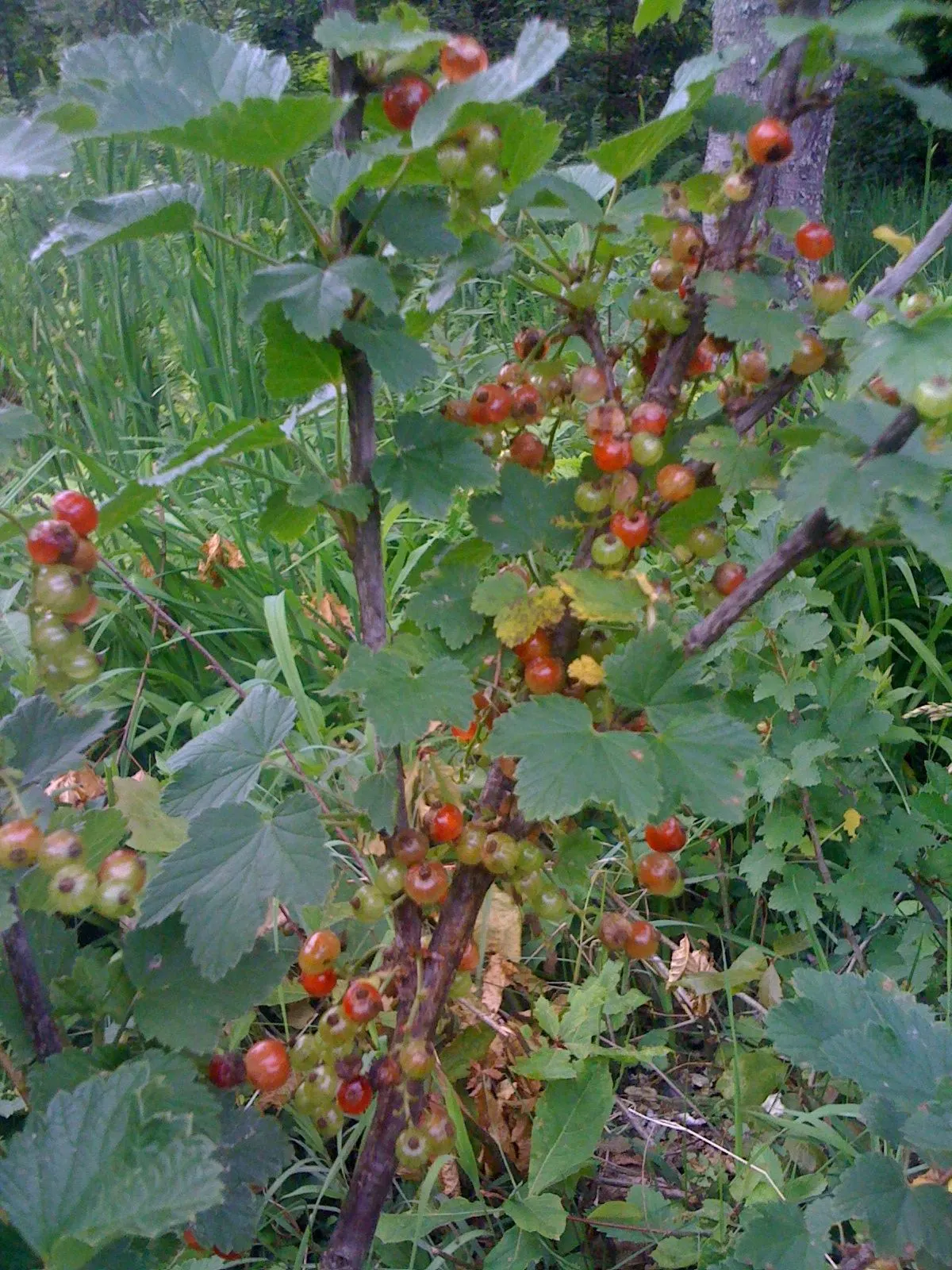 Garden Red Currant (Ribes Rubrum) — Thrives in well-drained, loamy soil with full sun to partial shade; consider its potential as a border plant, image 91