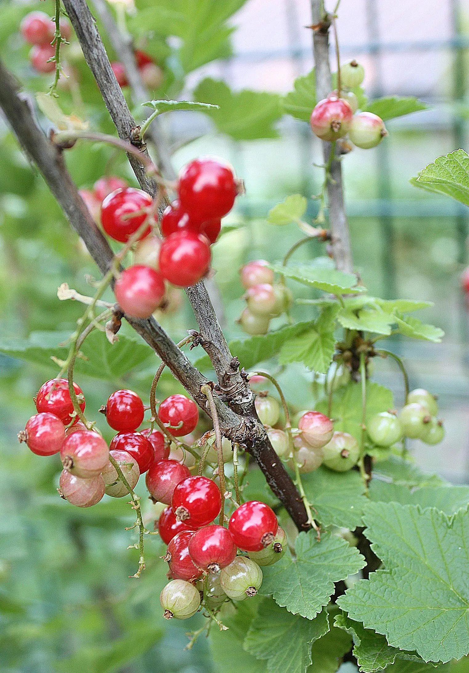 Garden Red Currant (Ribes Rubrum) — making it suitable for USDA zones 3 through 7; scientifically known as Ribes rubrum, image 80