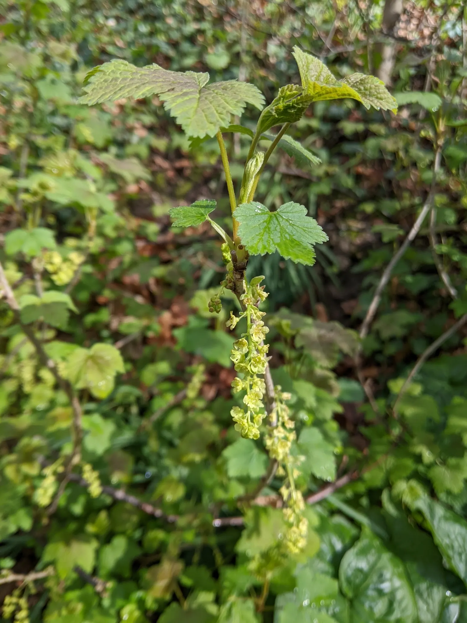 Garden Red Currant (Ribes Rubrum) — and low-maintenance requirements; these blossoms give way to the signature jewel-like currants, image 85