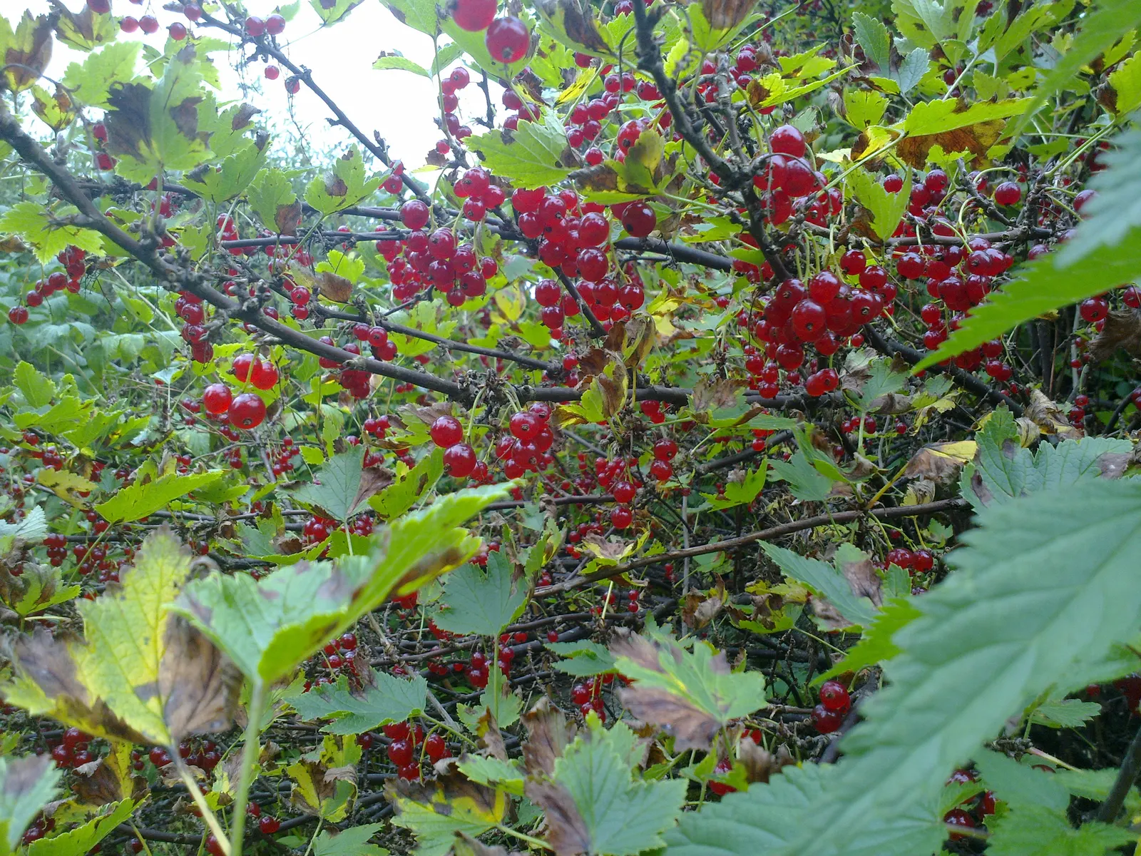 Garden Red Currant (Ribes Rubrum) — is a deciduous shrub that introduces a refined and productive element to any landscape design; the currants are, image 65