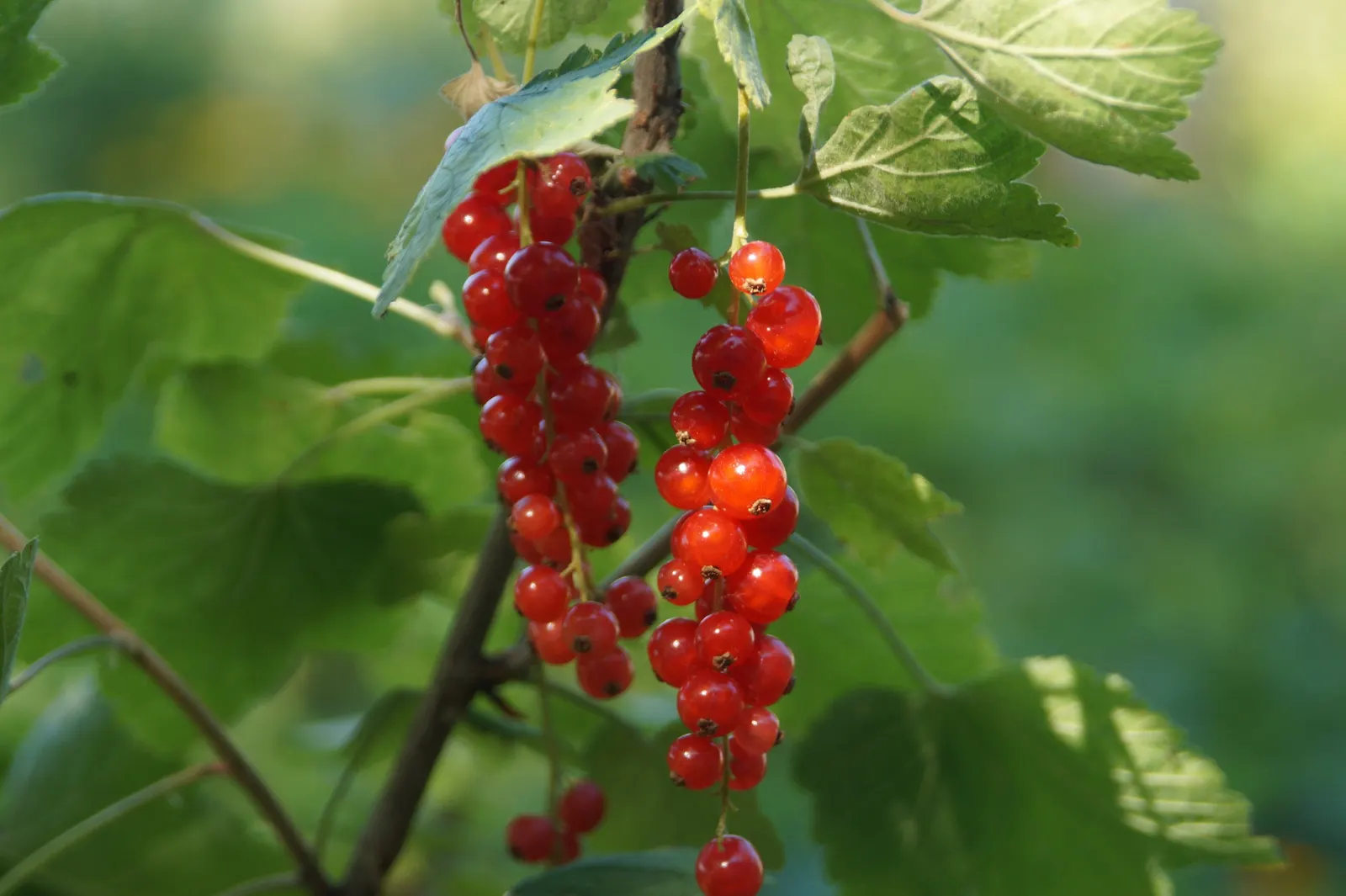 Garden Red Currant (Ribes Rubrum) — tolerating temperatures down to about -40 degrees Fahrenheit; making the Garden Red Currant a delightful choice for their