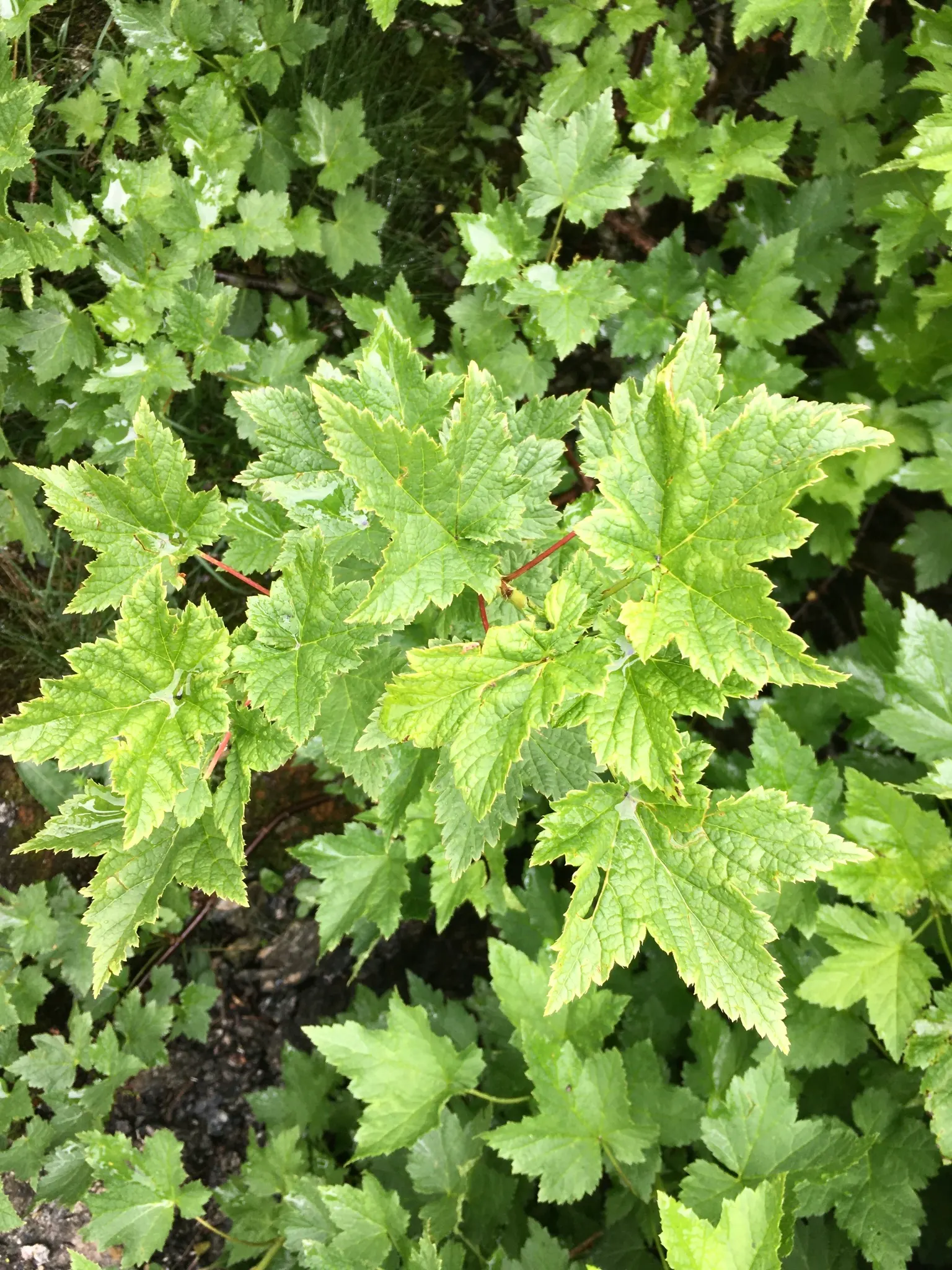 Garden Red Currant (Ribes Rubrum) — textured backdrop throughout the growing season