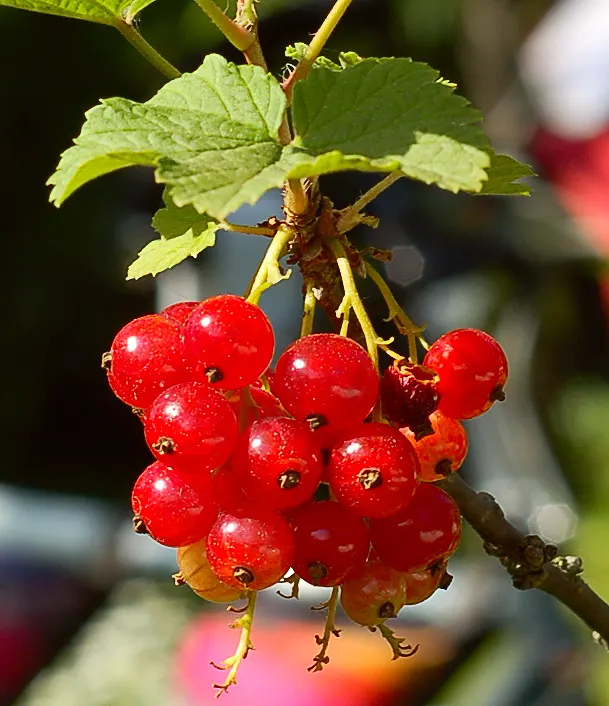 Garden Red Currant (Ribes Rubrum) — fertile soil and thrives in full sun to partial shade