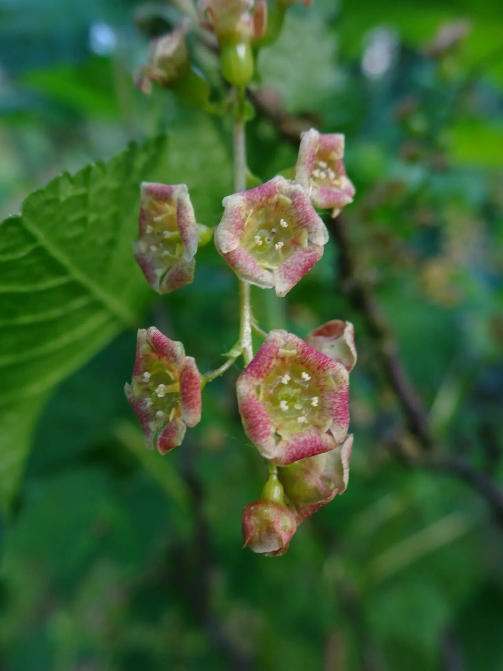 Garden Red Currant (Ribes Rubrum) — Thrives in well-drained, loamy soil with full sun to partial shade