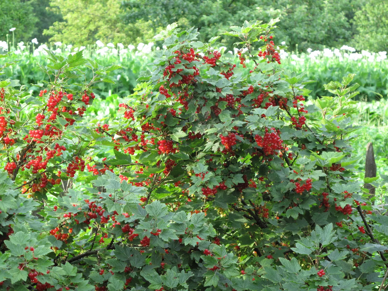 Garden Red Currant (Ribes Rubrum) — which are a subtle highlight before the main attraction; they contain a tart flavor, which is perfect for, image 98