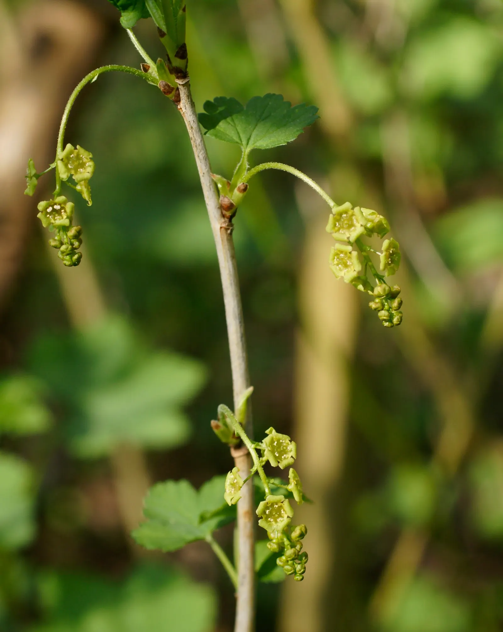 Garden Red Currant (Ribes Rubrum) — Space plants approximately 4-6 feet apart to ensure ample growth and airflow; its spring blossoms attract, image 63