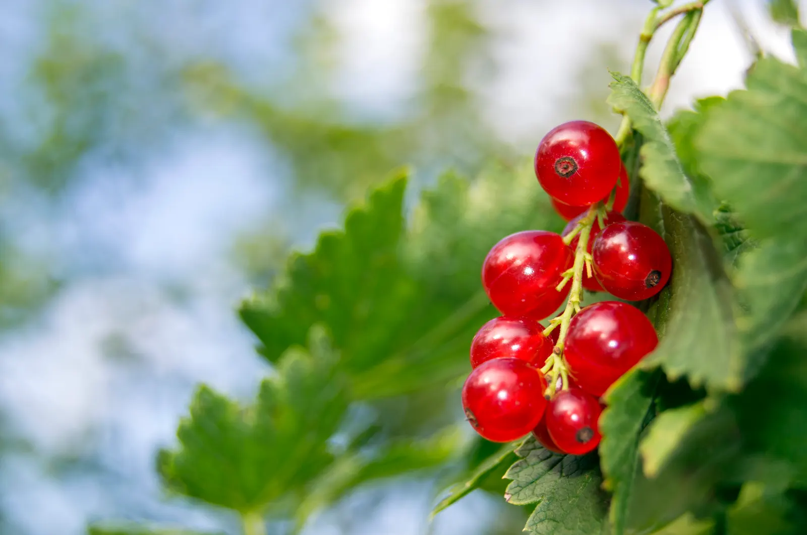 Garden Red Currant (Ribes Rubrum) — consider its potential as a border plant; and low-maintenance requirements, image 83