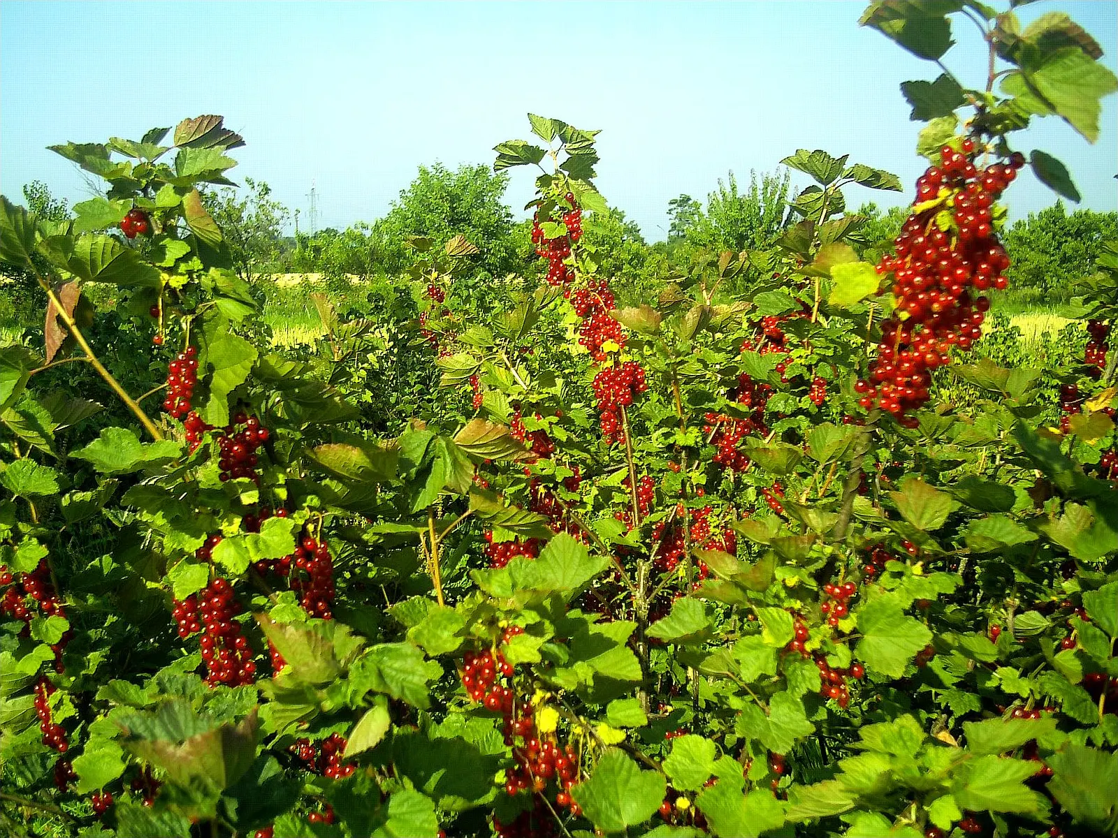 Garden Red Currant (Ribes Rubrum) — it's important to note that Ribes rubrum prefers well-drained; each approximately 1/4 to 3/8 inch in diameter, image 77