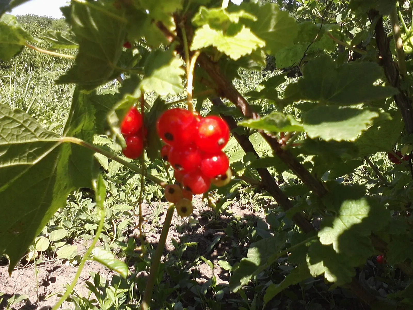 Garden Red Currant (Ribes Rubrum) — The currants are also high in vitamins and antioxidants; shrub for half or shade