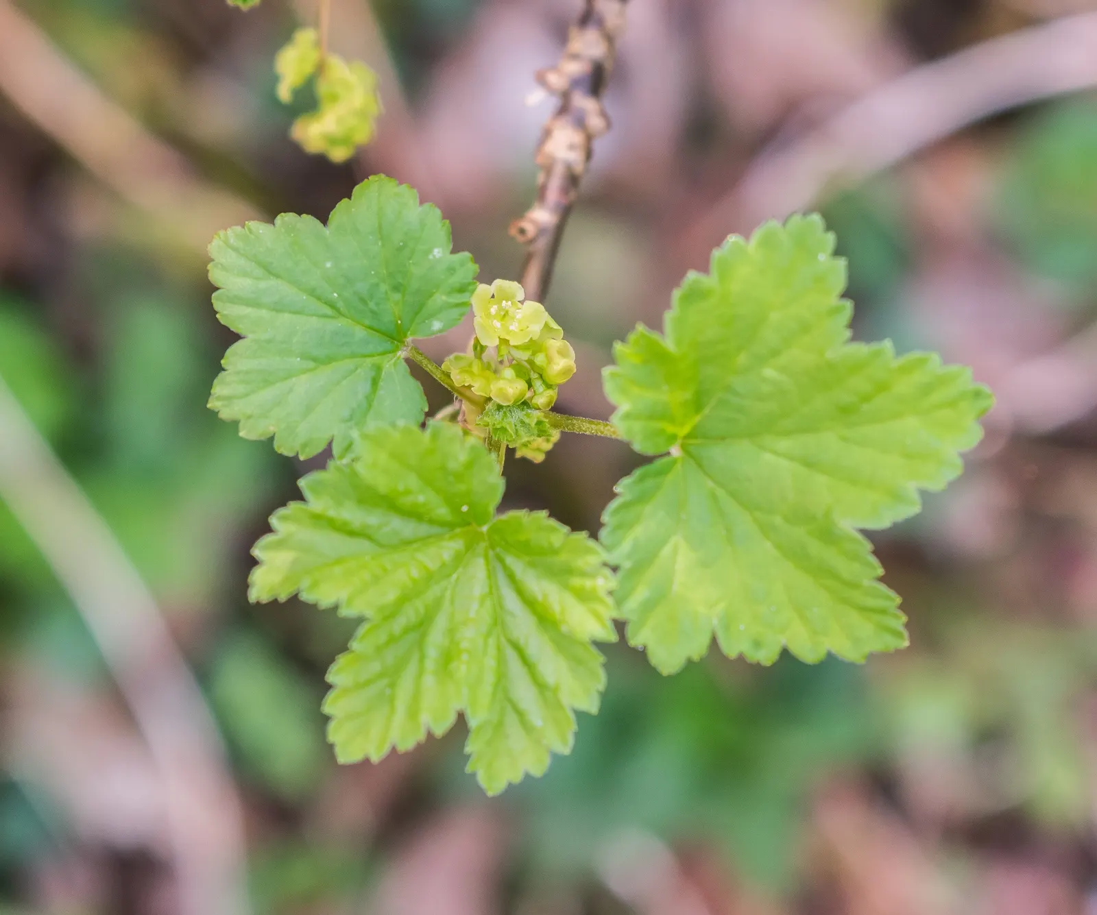 Garden Red Currant (Ribes Rubrum) — textured backdrop throughout the growing season; esteemed for its clusters of bright red berries, the plant, image 67