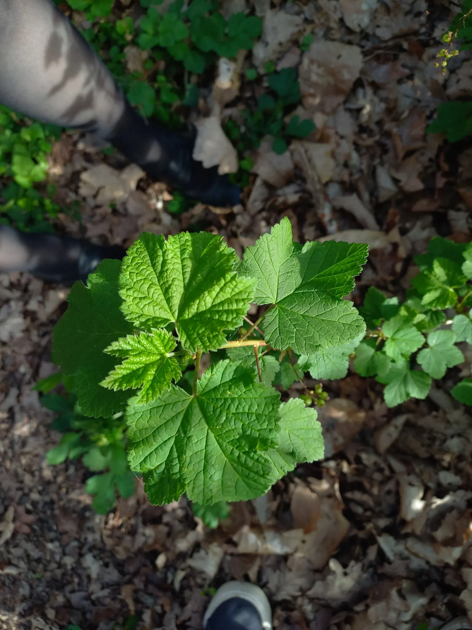 Garden Red Currant (Ribes Rubrum) — The Garden Red Currant (Ribes rubrum) is a hardy deciduous shrub reaching 3-5 feet in height and width; thrives, image 59