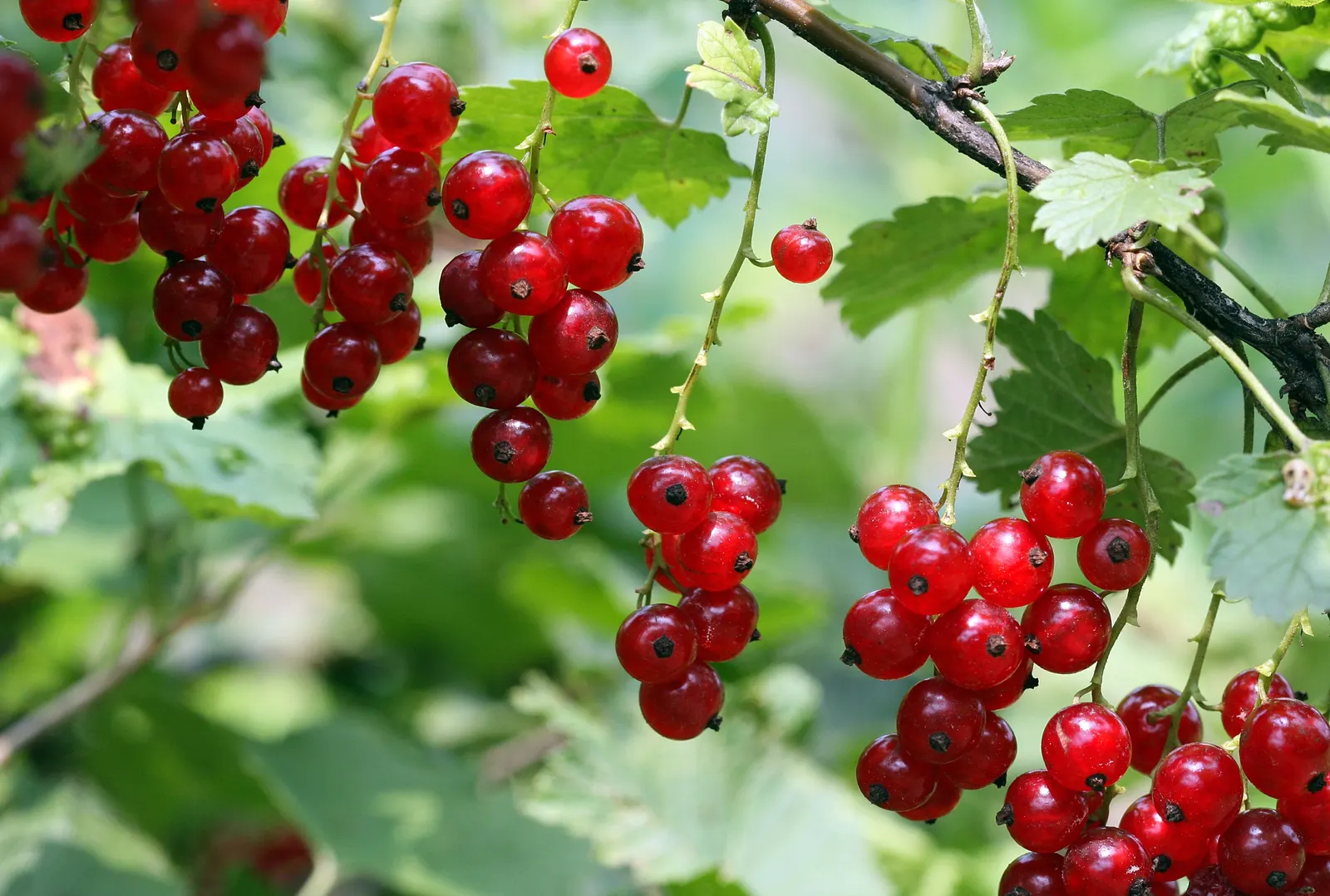 Garden Red Currant (Ribes Rubrum) — When incorporating Red Currant into a design; fertile soil and thrives in full sun to partial shade
