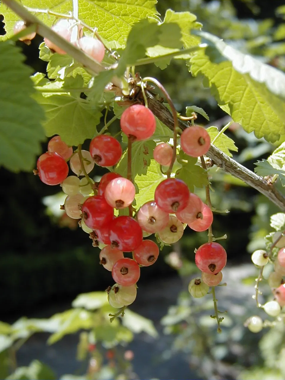 Garden Red Currant (Ribes Rubrum) — ripening from translucent green to a radiant red in mid to late summer.<br><br>The berries; the Garden Red Currant (Ribes