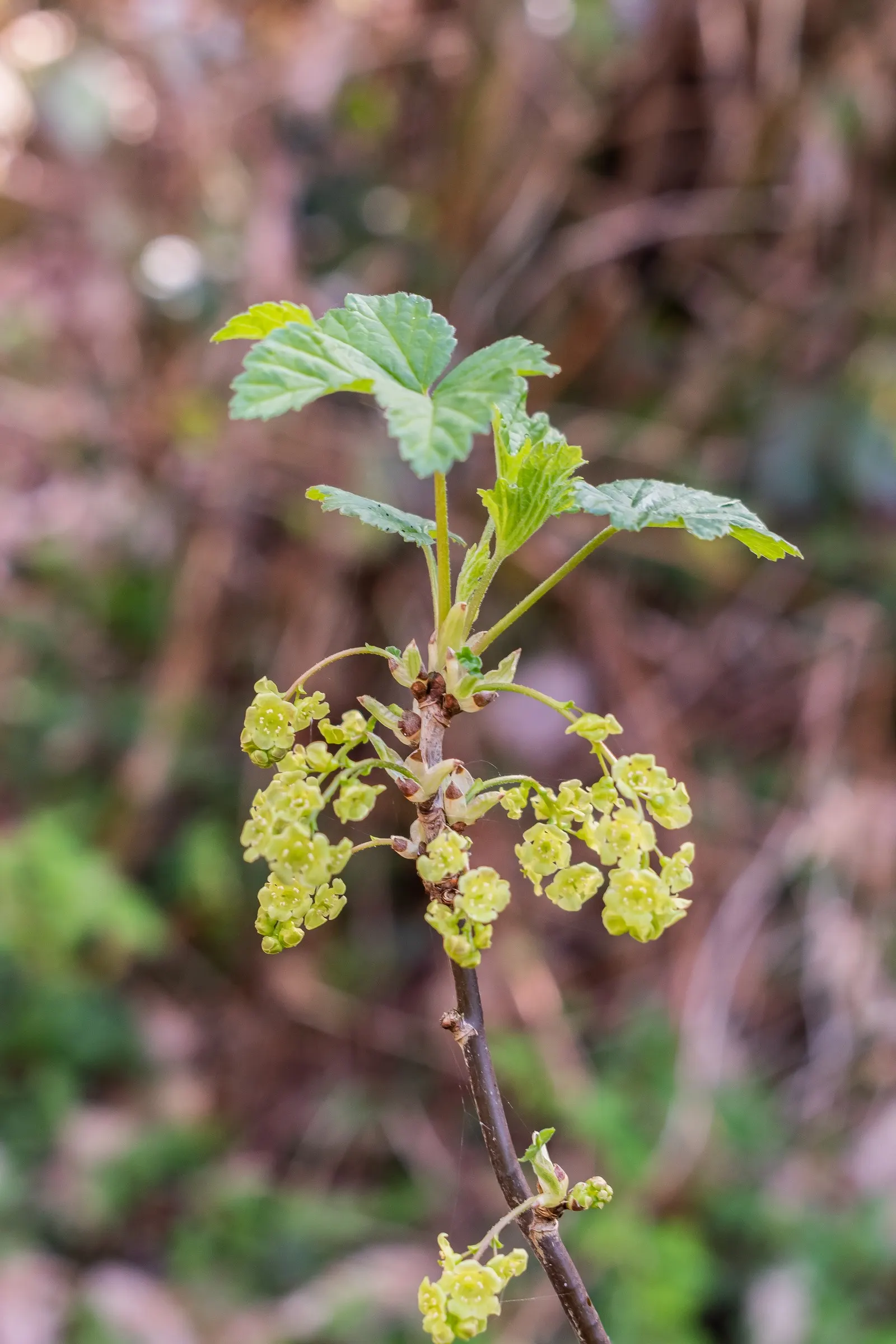 Garden Red Currant (Ribes Rubrum) — consider its potential as a border plant; and low-maintenance requirements