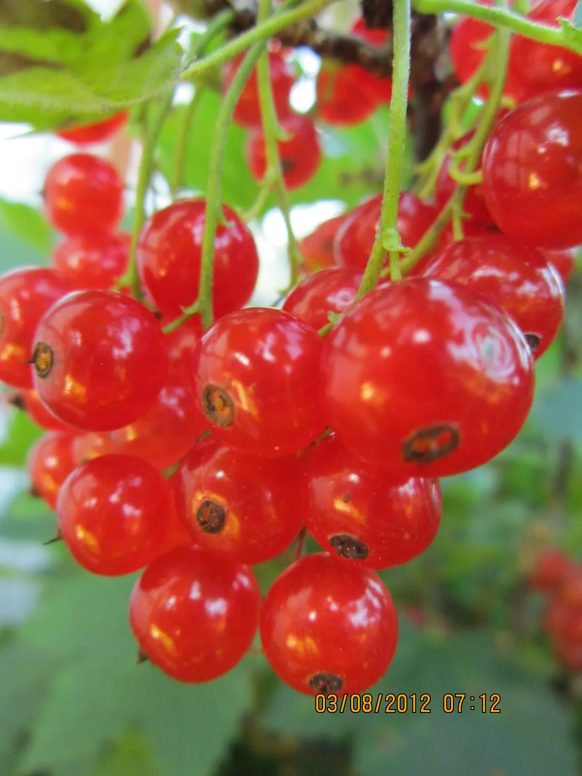 Garden Red Currant (Ribes Rubrum) — are a visual and edible treat, image 73