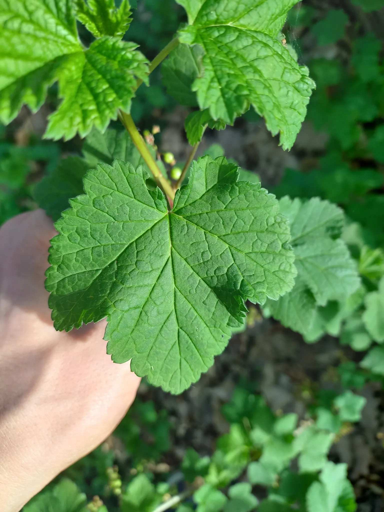 Garden Red Currant (Ribes Rubrum) — ripening from translucent green to a radiant red in mid to late summer.<br><br>The berries