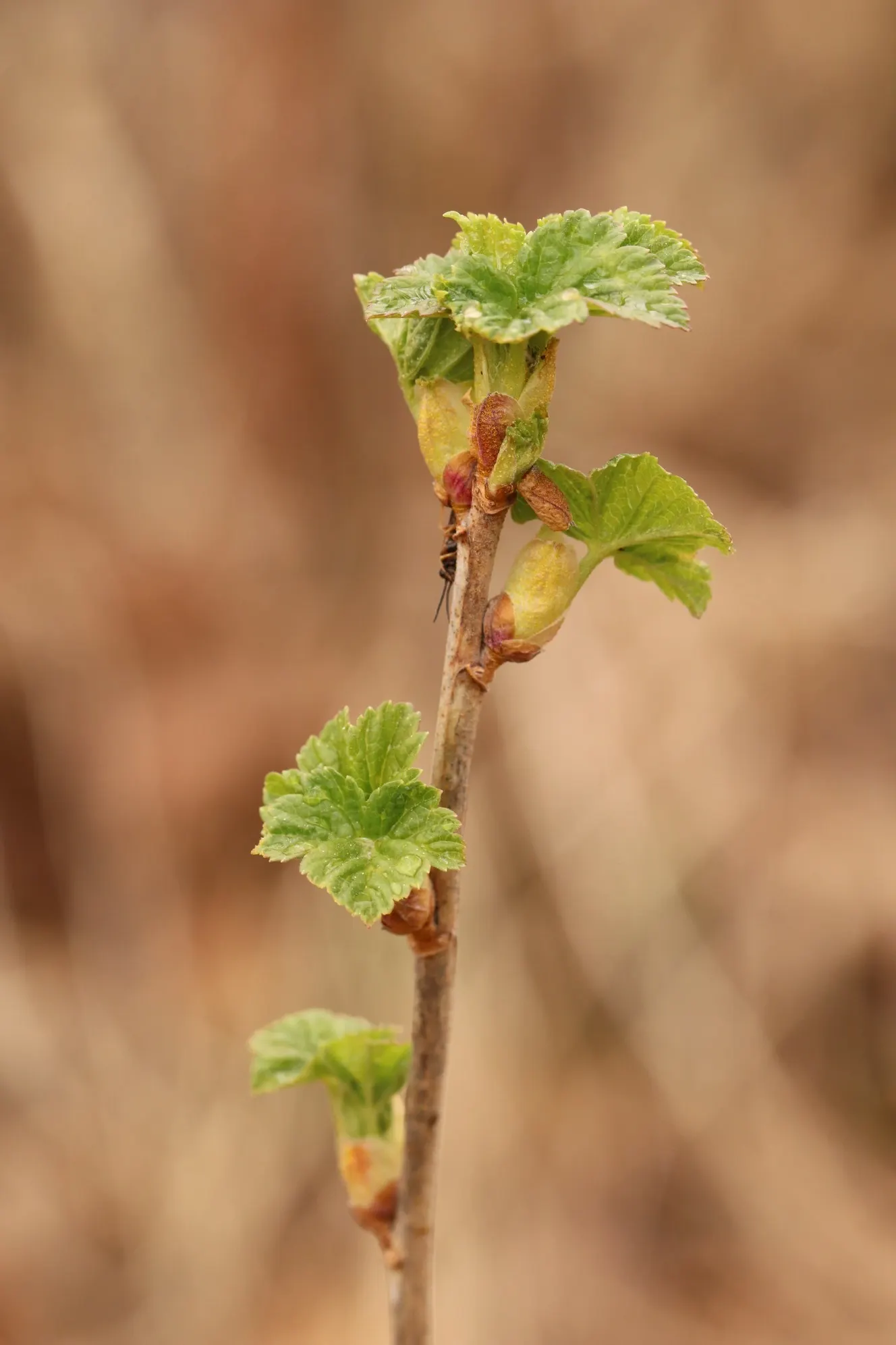 Garden Red Currant (Ribes Rubrum) — textured backdrop throughout the growing season; esteemed for its clusters of bright red berries, the plant offers a tart
