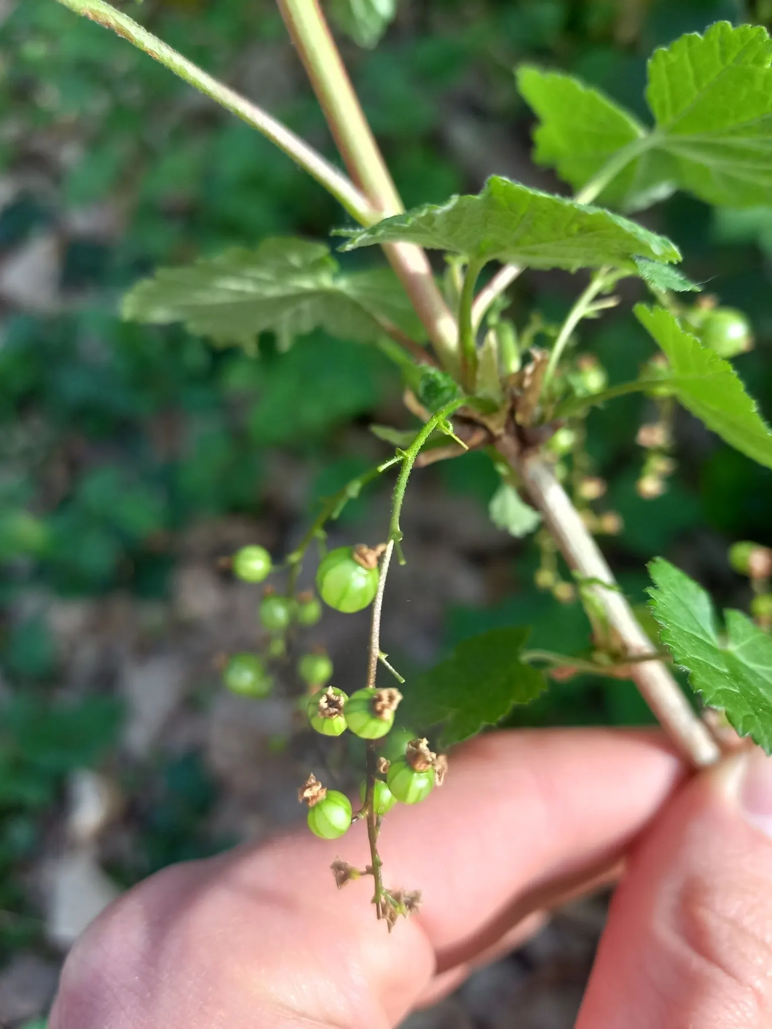 Garden Red Currant (Ribes Rubrum) — each approximately 1/4 to 3/8 inch in diameter; this plant typically grows to a height of 3 to 5 feet with a, image 101