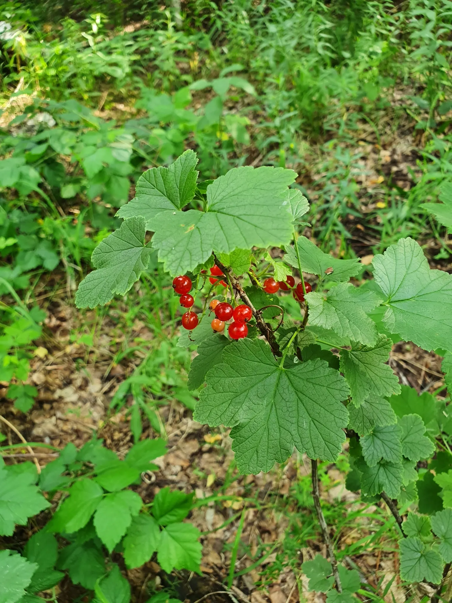 Garden Red Currant (Ribes Rubrum) — They contain a tart flavor, which is perfect for jellies, preserves, and baking; making it suitable for USDA zones 3