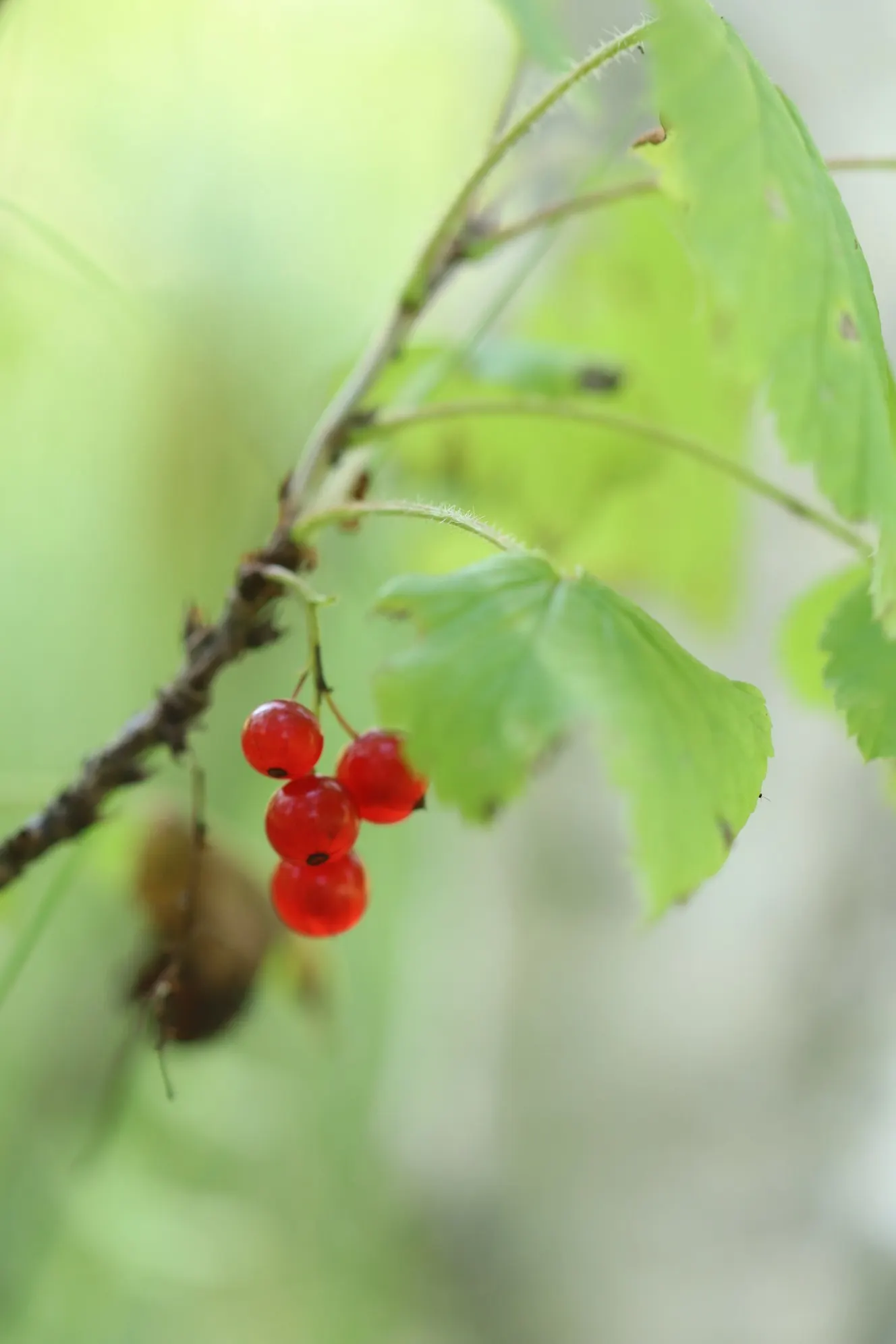 Garden Red Currant (Ribes Rubrum) — The currants are also high in vitamins and antioxidants; shrub for half or shade, image 75