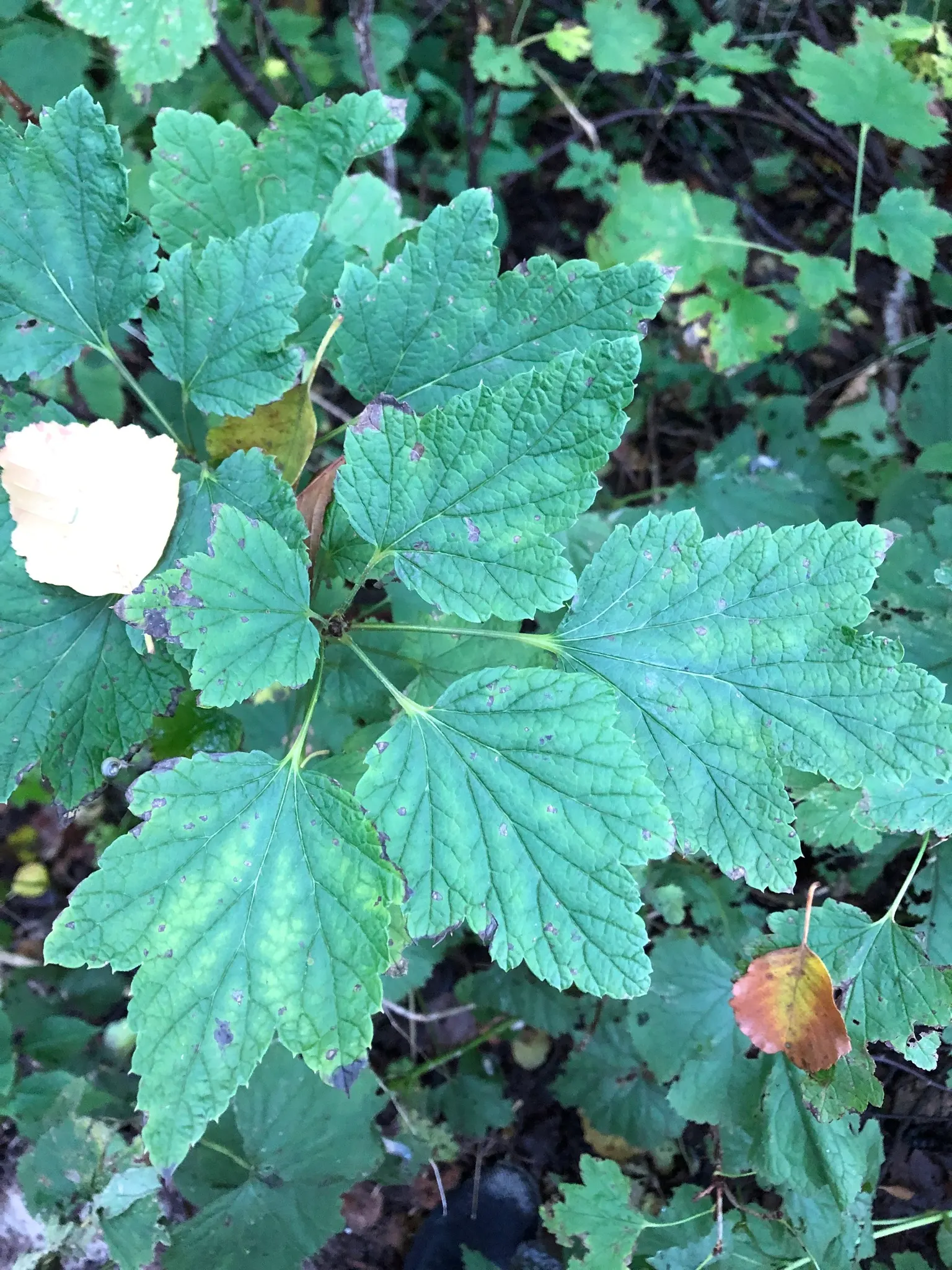Garden Red Currant (Ribes Rubrum) — scientifically known as Ribes rubrum; the plant produces modest racemes of dainty white or greenish flowers, image 93