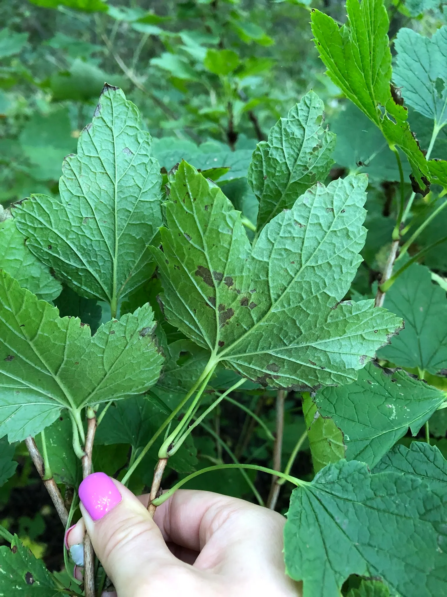 Garden Red Currant (Ribes Rubrum) — The Garden Red Currant (Ribes rubrum) is a hardy deciduous shrub reaching 3-5 feet in height and width; thrives, image 88