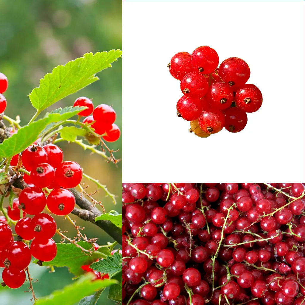 Garden Red Currant (Ribes Rubrum) — each approximately 1/4 to 3/8 inch in diameter; this plant typically grows to a height of 3 to 5 feet with a, image 72