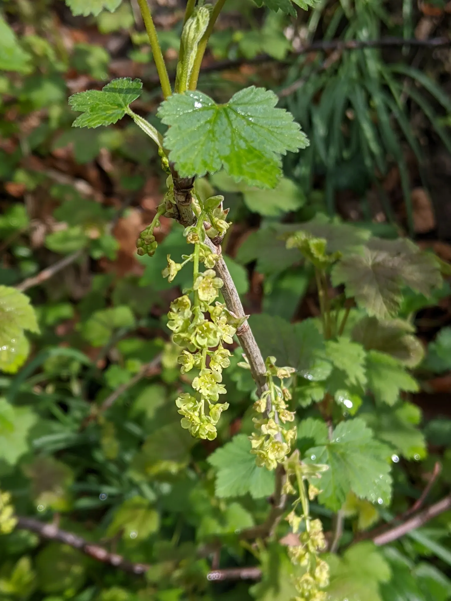 Garden Red Currant (Ribes Rubrum) — scientifically known as Ribes rubrum