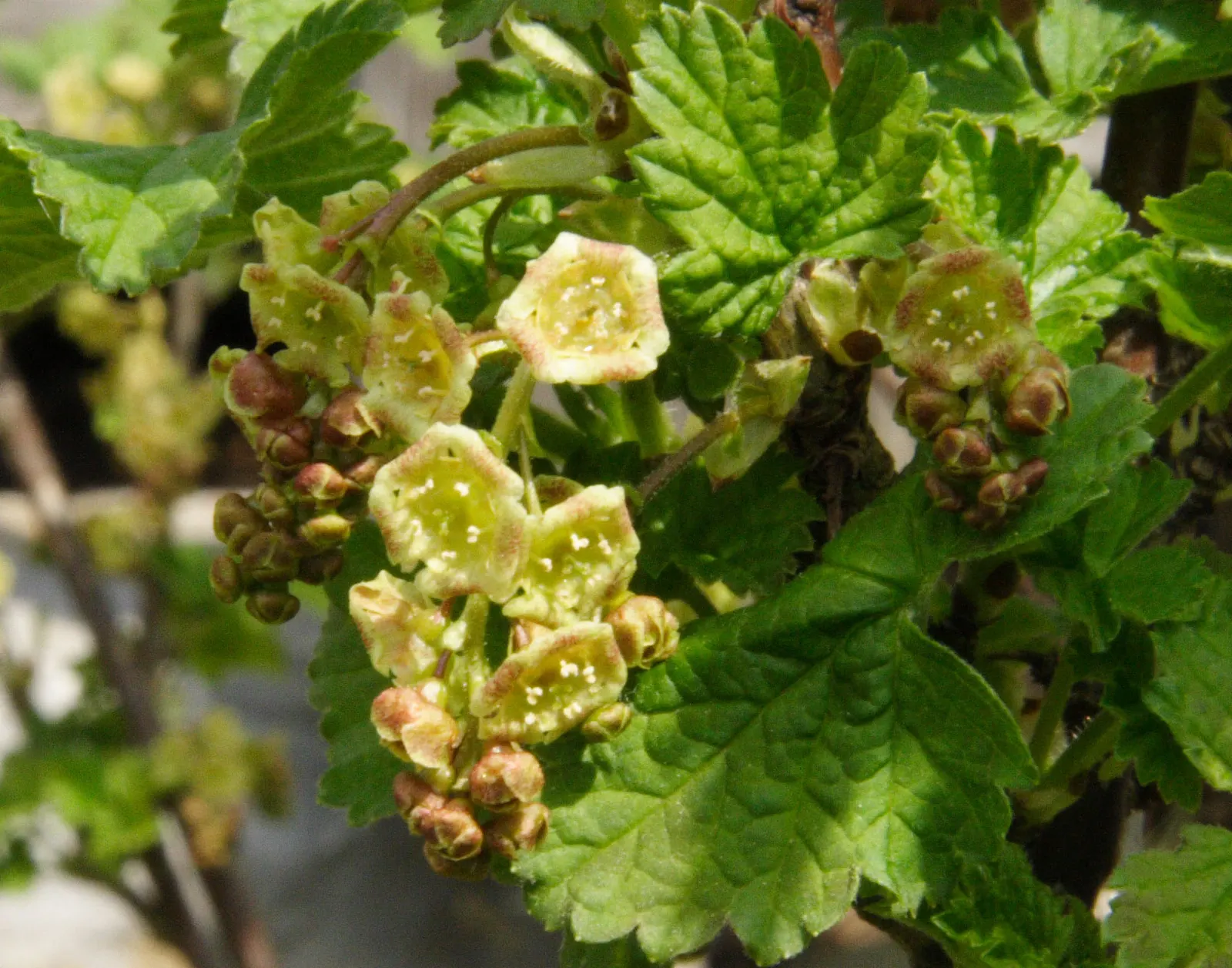 Garden Red Currant (Ribes Rubrum) — Space plants approximately 4-6 feet apart to ensure ample growth and airflow; its spring blossoms attract pollinators