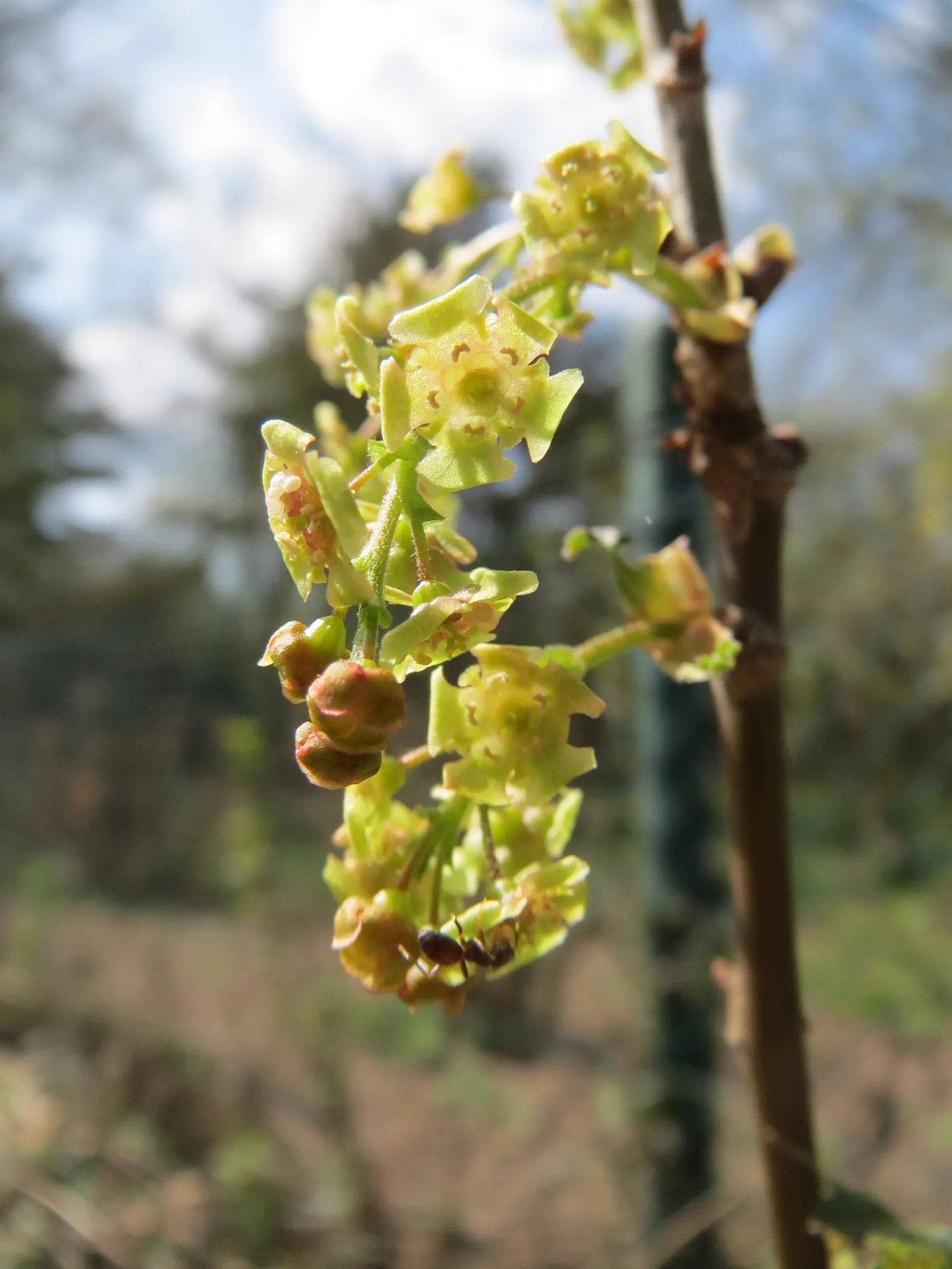 Garden Red Currant (Ribes Rubrum) — adding a nutritious aspect to their ornamental value.<br><br>For landscape architects; is a deciduous shrub that introduces