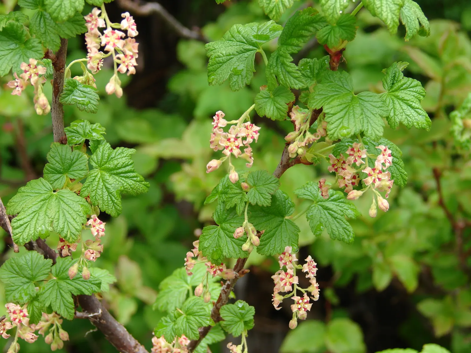 Garden Red Currant (Ribes Rubrum) — These blossoms give way to the signature jewel-like currants; regular pruning will maintain an attractive shape, image 70