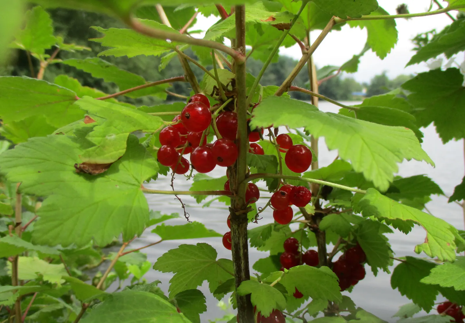 Garden Red Currant (Ribes Rubrum) — an addition to an edible garden; space plants approximately 4-6 feet apart to ensure ample growth and airflow