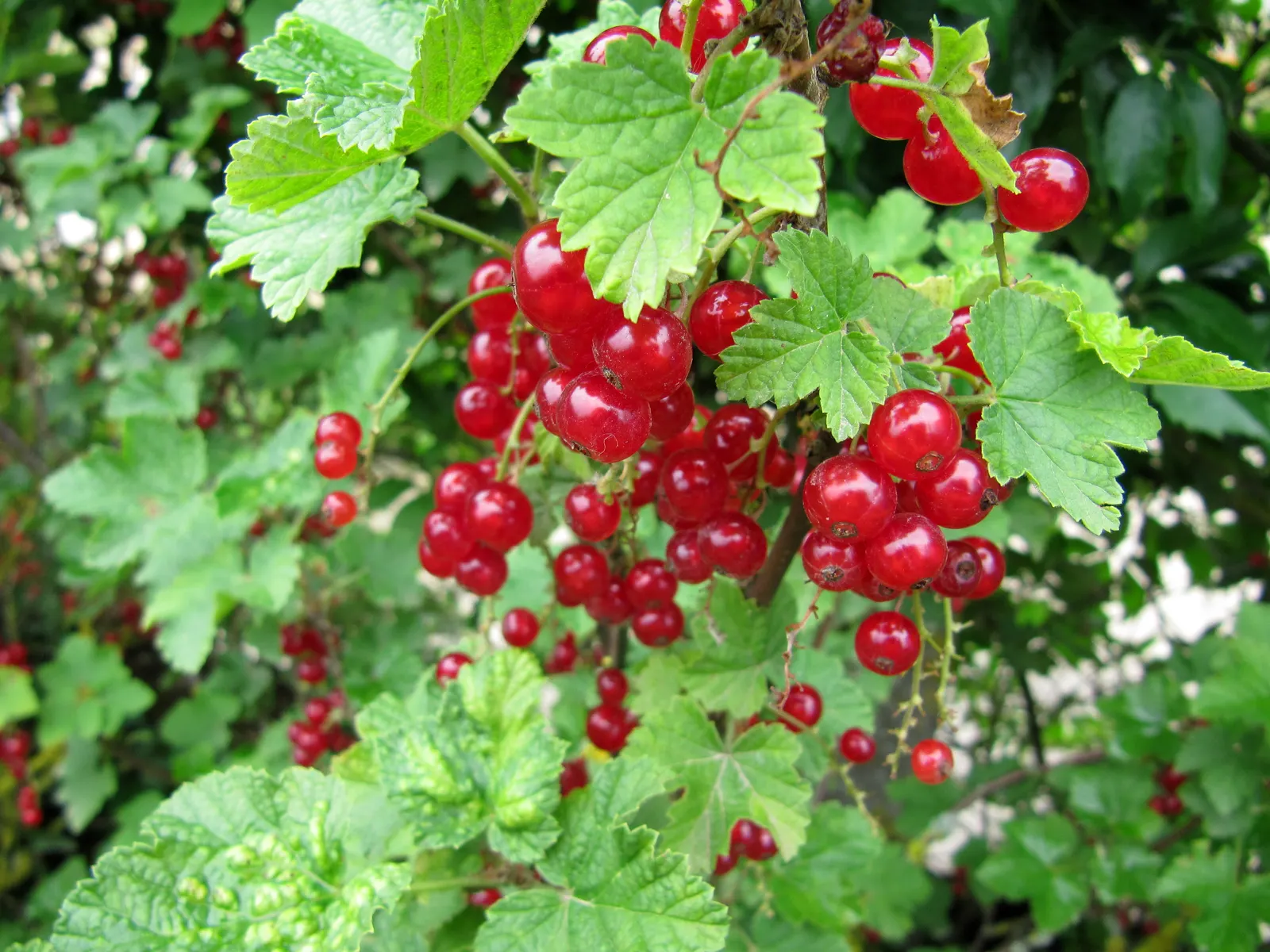 Garden Red Currant (Ribes Rubrum) — which are a subtle highlight before the main attraction; they contain a tart flavor, which is perfect for jellies