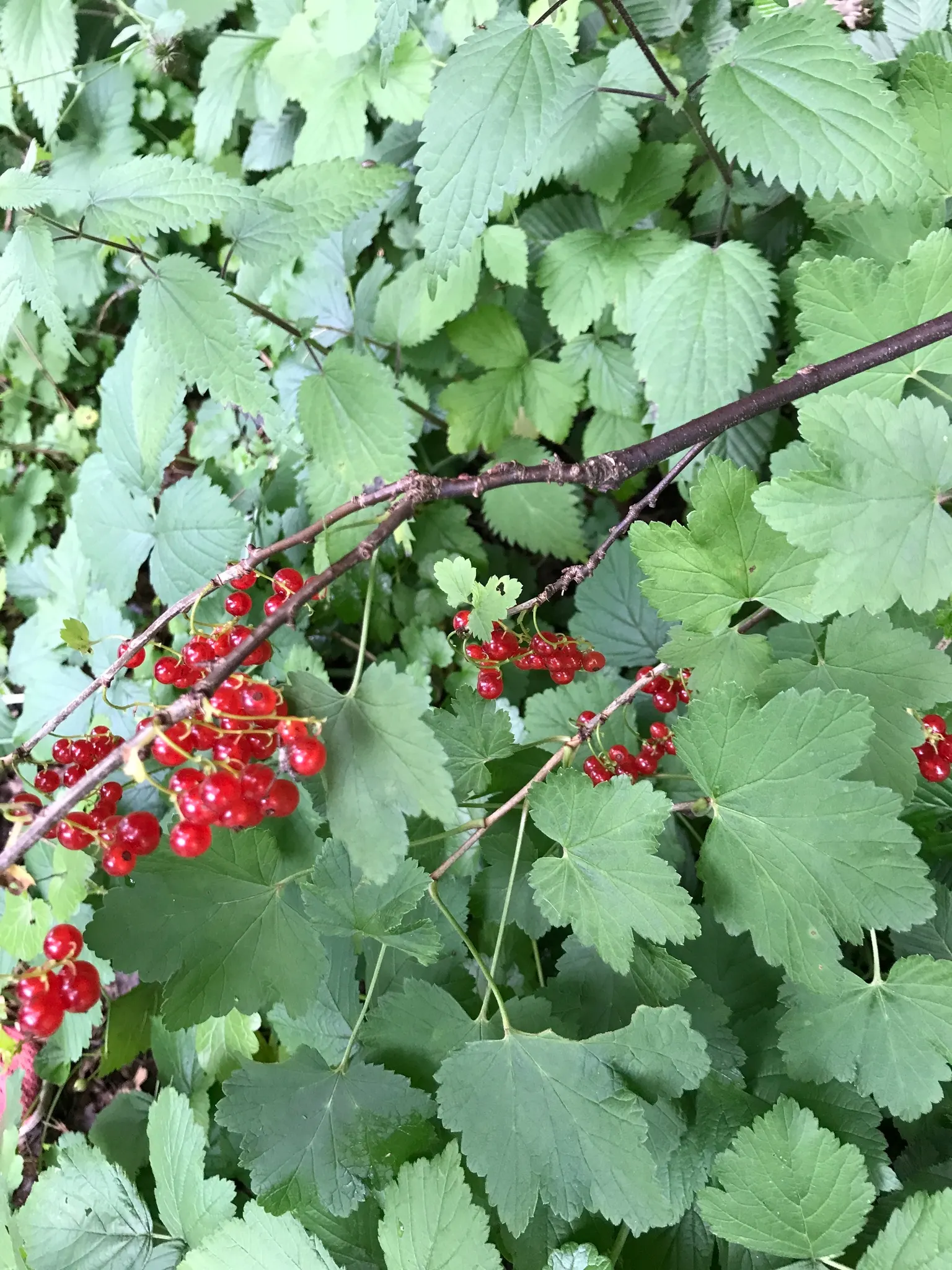Garden Red Currant (Ribes Rubrum) — Space plants approximately 4-6 feet apart to ensure ample growth and airflow; its spring blossoms attract, image 92