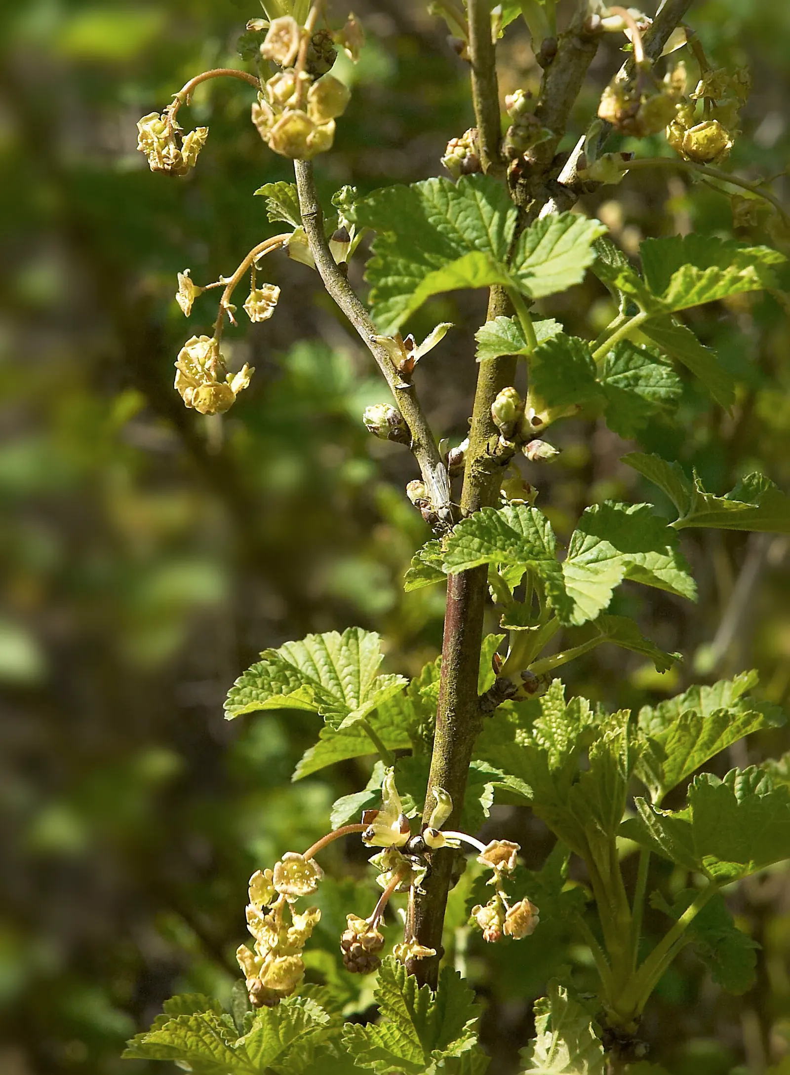 Garden Red Currant (Ribes Rubrum) — making it suitable for USDA zones 3 through 7