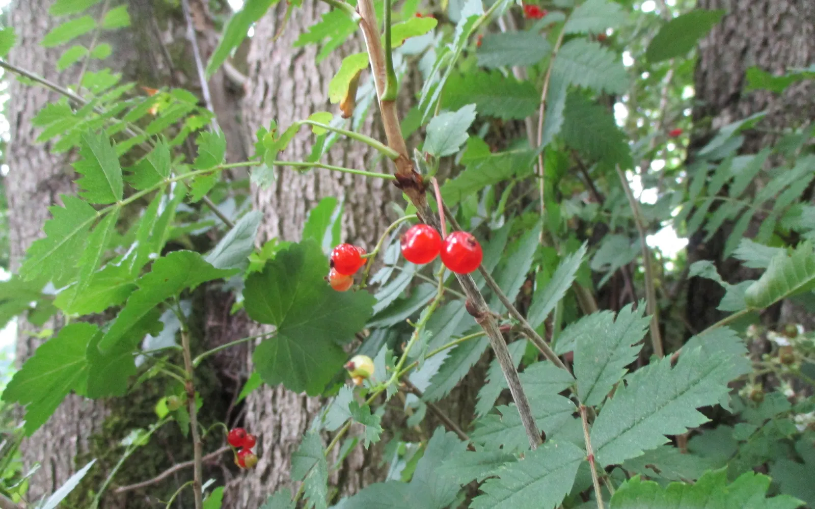 Garden Red Currant (Ribes Rubrum) — each approximately 1/4 to 3/8 inch in diameter