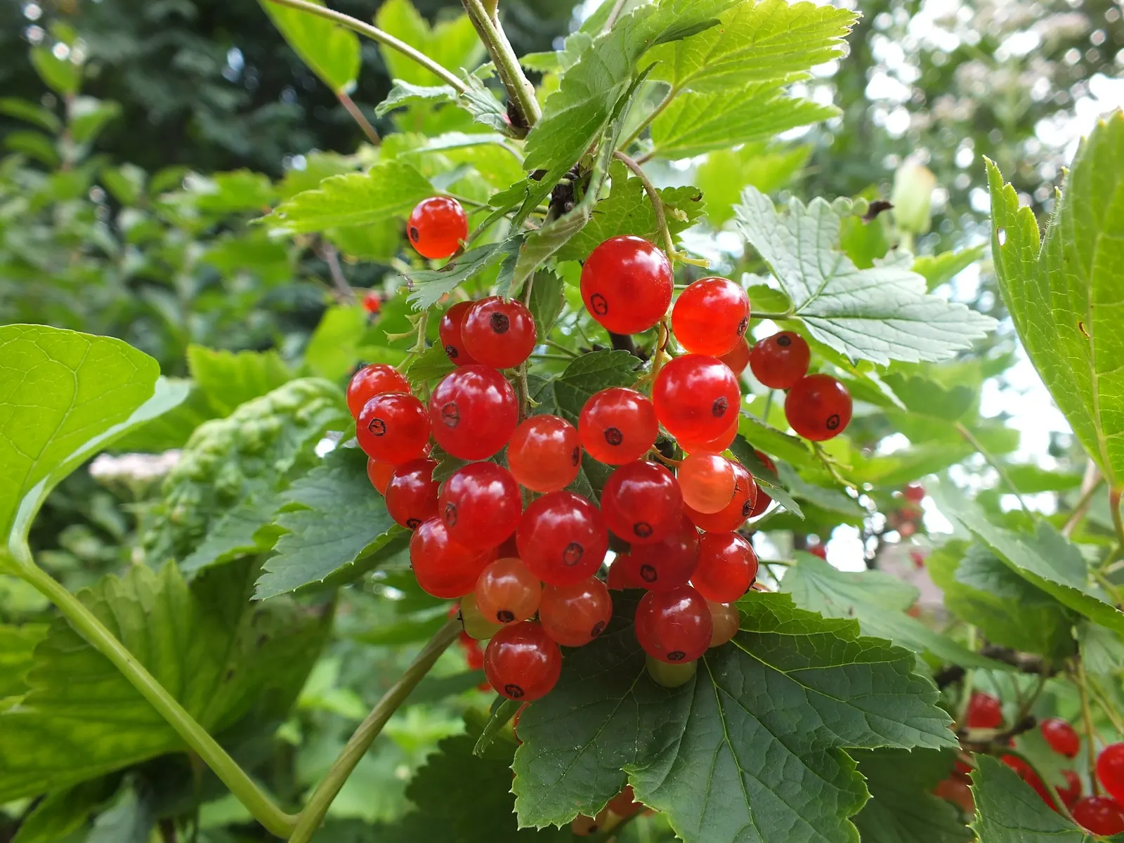 Garden Red Currant (Ribes Rubrum) — The Garden Red Currant (Ribes rubrum) is a hardy deciduous shrub reaching 3-5 feet in height and width