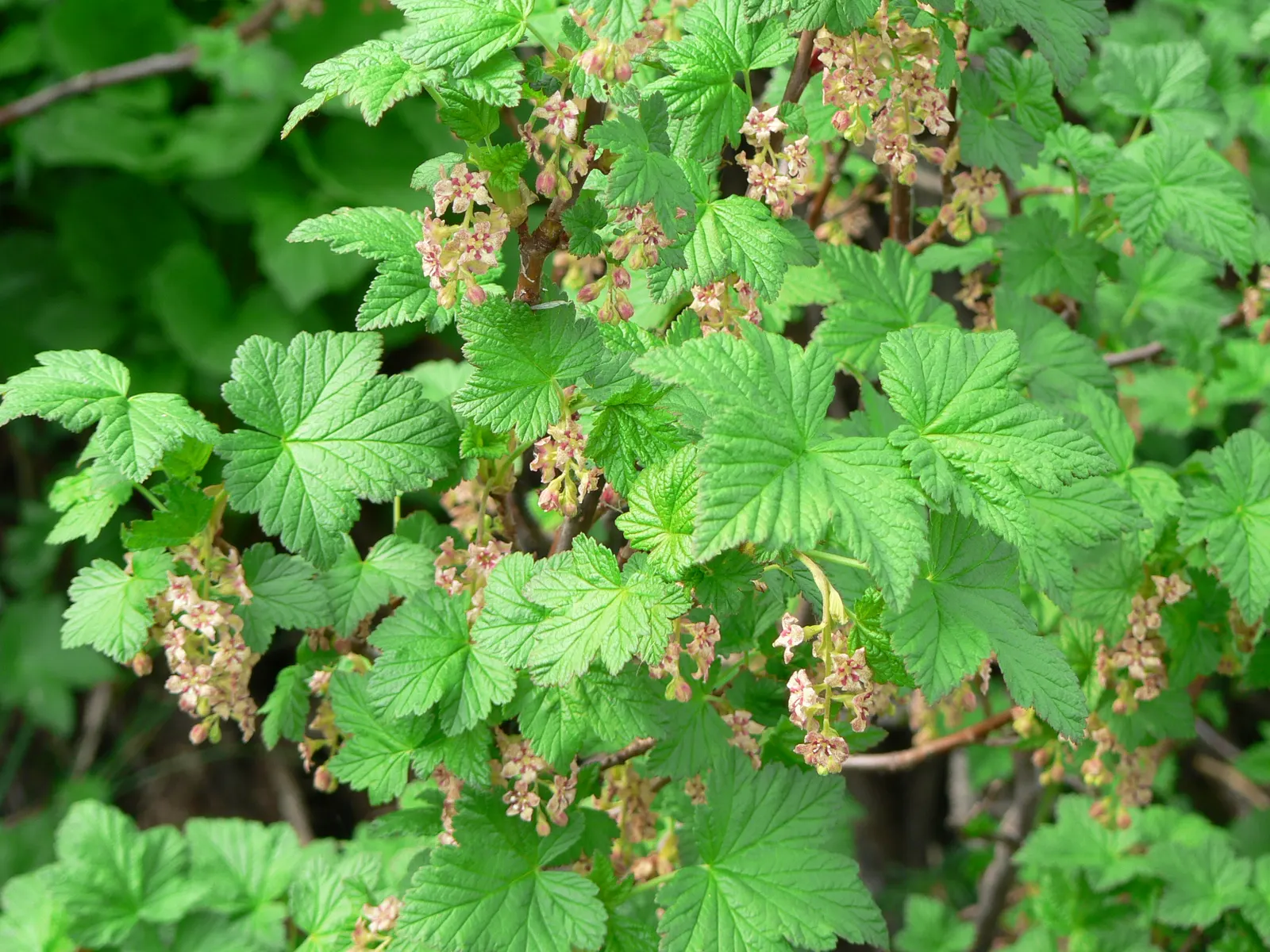 Garden Red Currant (Ribes Rubrum) — scientifically known as Ribes rubrum; the plant produces modest racemes of dainty white or greenish flowers