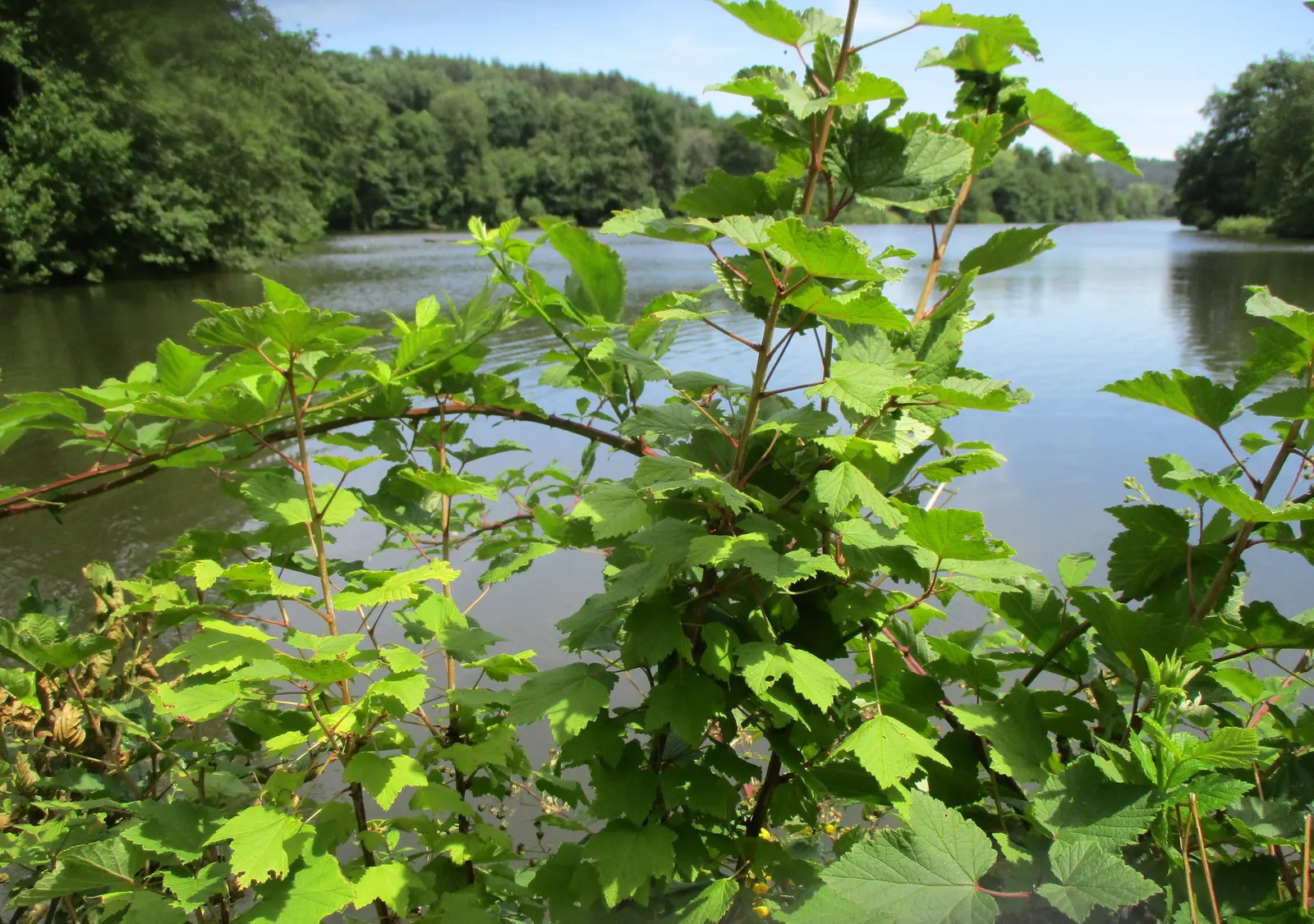 Garden Red Currant (Ribes Rubrum) — They contain a tart flavor, which is perfect for jellies, preserves, and baking; making it suitable for USDA, image 103