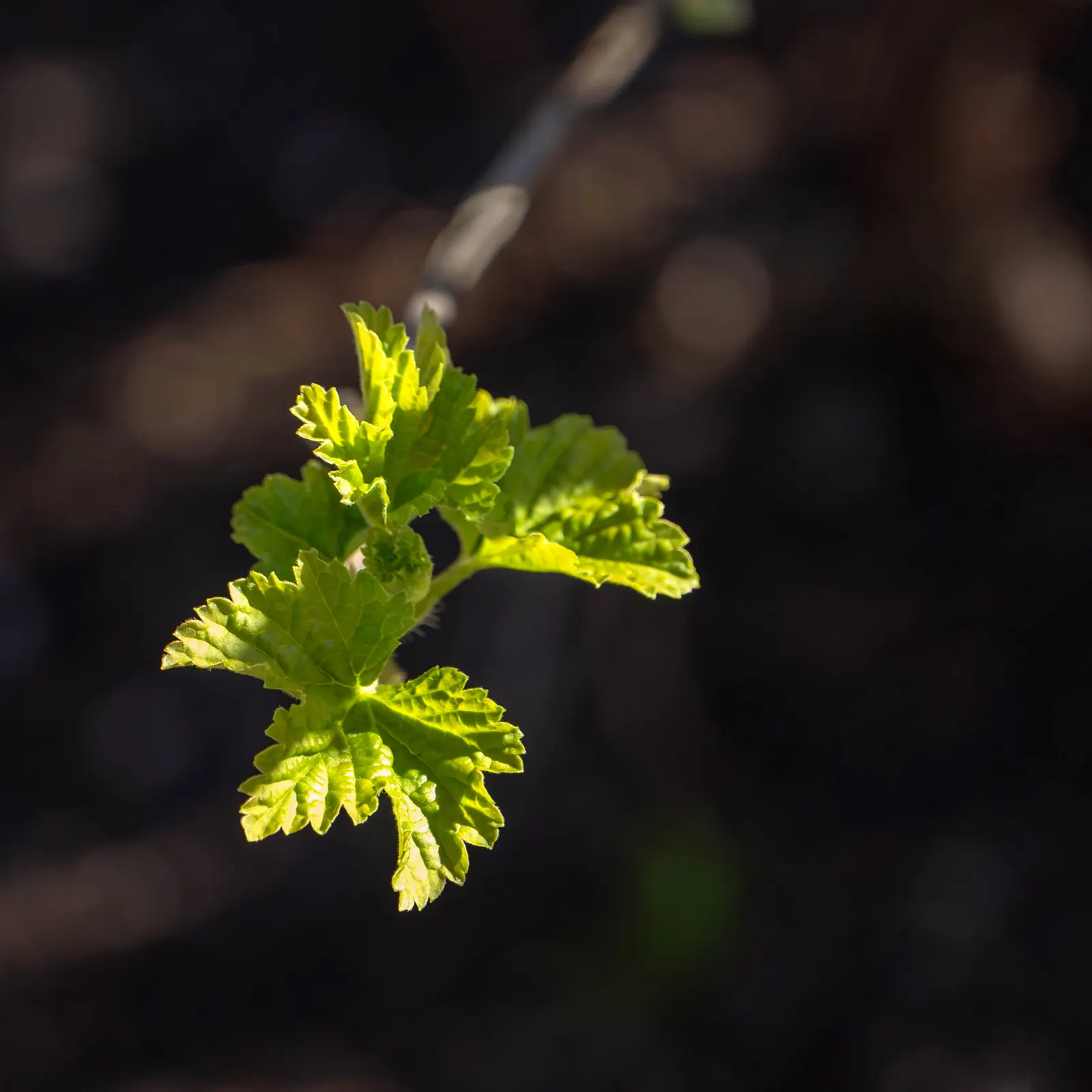 Garden Red Currant (Ribes Rubrum) — Its spring blossoms attract pollinators, while the fruit entices birds; adding a nutritious aspect to their, image 90