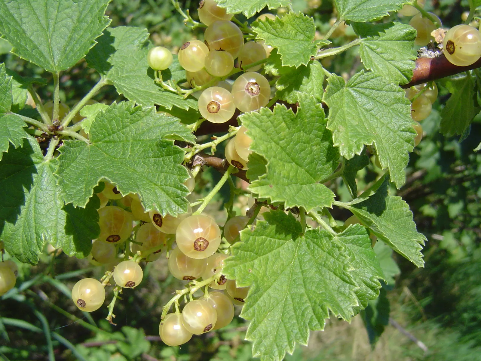 Garden Red Currant (Ribes Rubrum) — fertile soil and thrives in full sun to partial shade; tolerating temperatures down to about -40 degrees, image 78