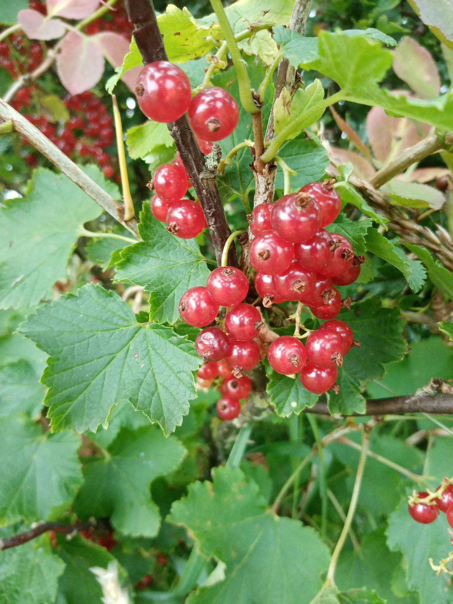Garden Red Currant (Ribes Rubrum) — The currants are also high in vitamins and antioxidants; shrub for half or shade, image 104