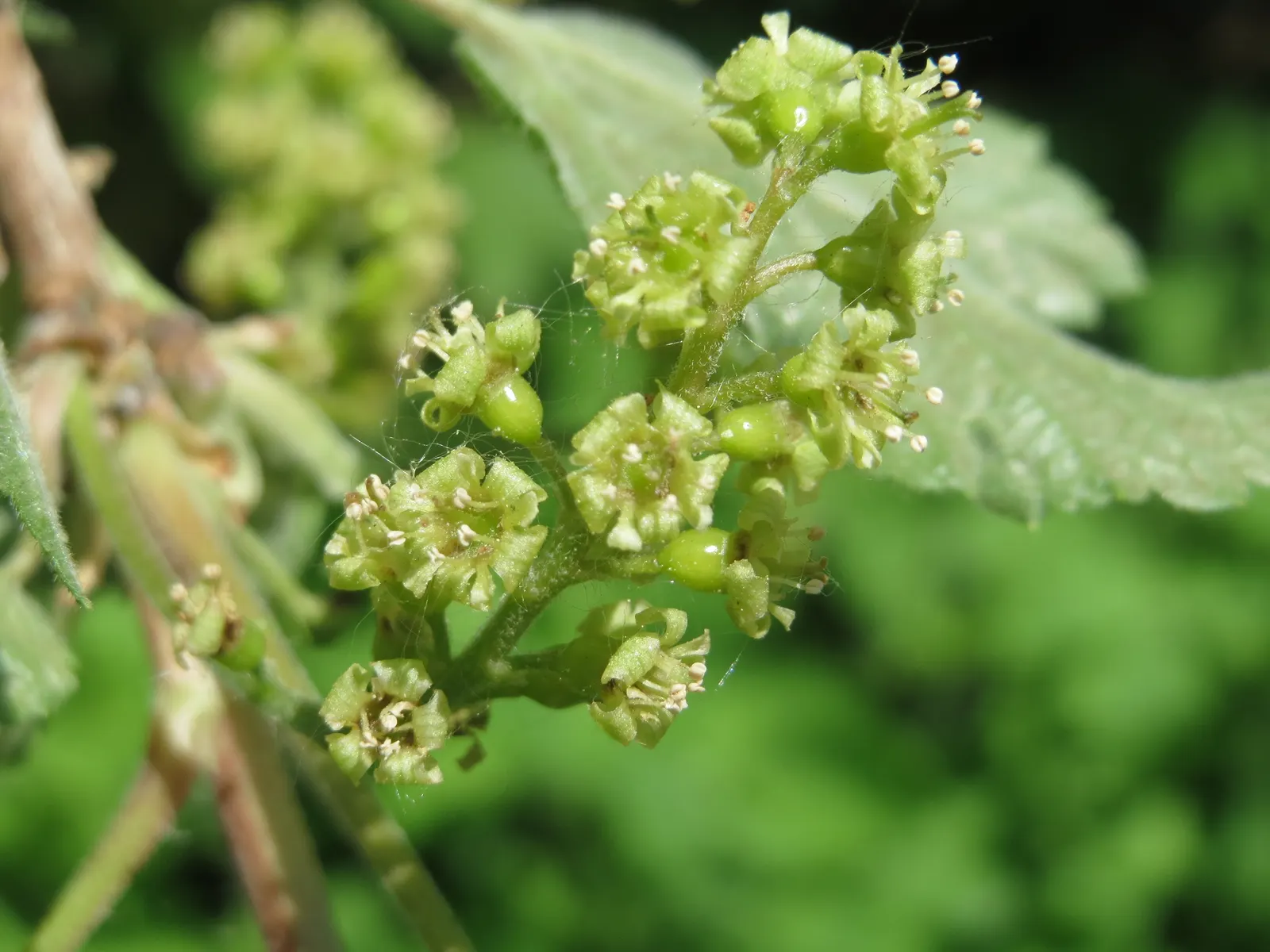 Garden Red Currant (Ribes Rubrum) — Thrives in well-drained, loamy soil with full sun to partial shade; consider its potential as a border plant
