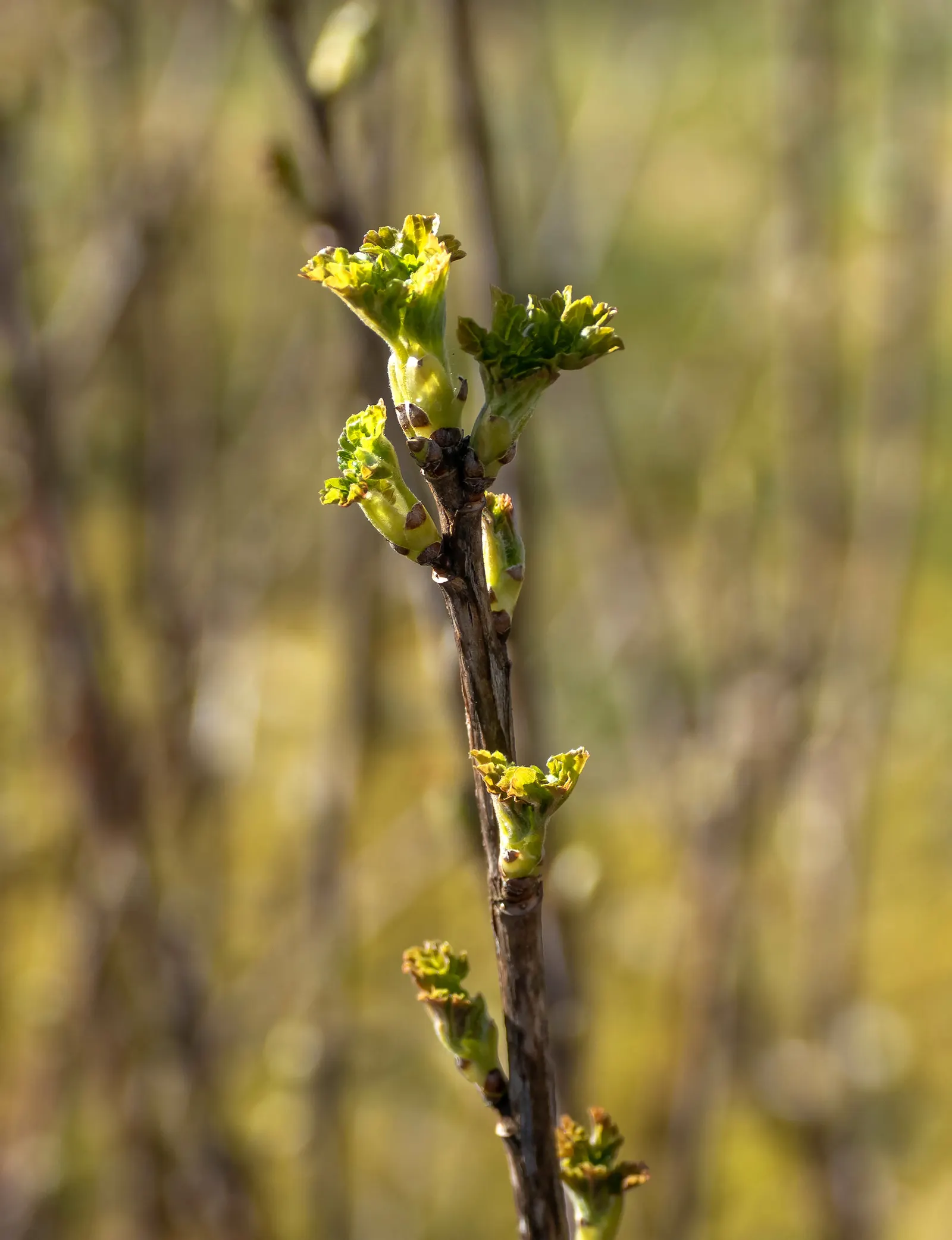 Garden Red Currant (Ribes Rubrum) — textured backdrop throughout the growing season; esteemed for its clusters of bright red berries, the plant, image 96