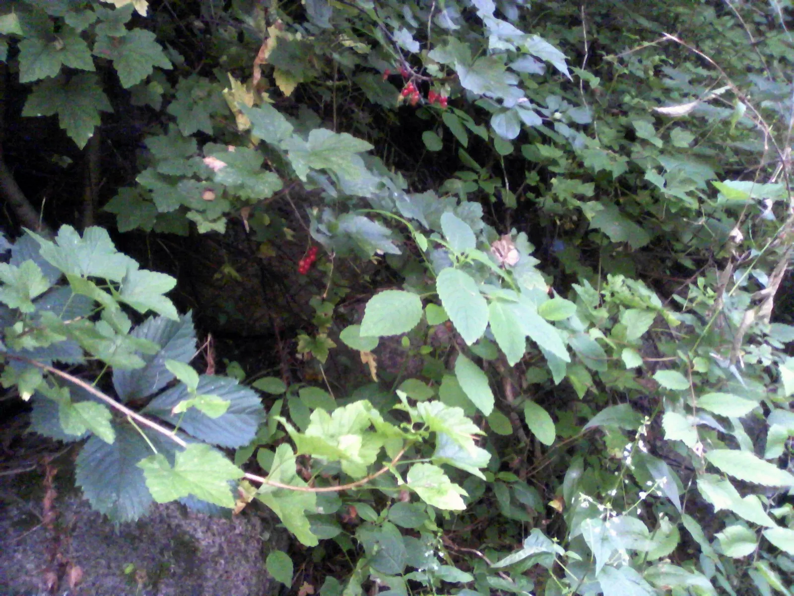 Garden Red Currant (Ribes Rubrum) — Regular pruning will maintain an attractive shape and encourage fruit production